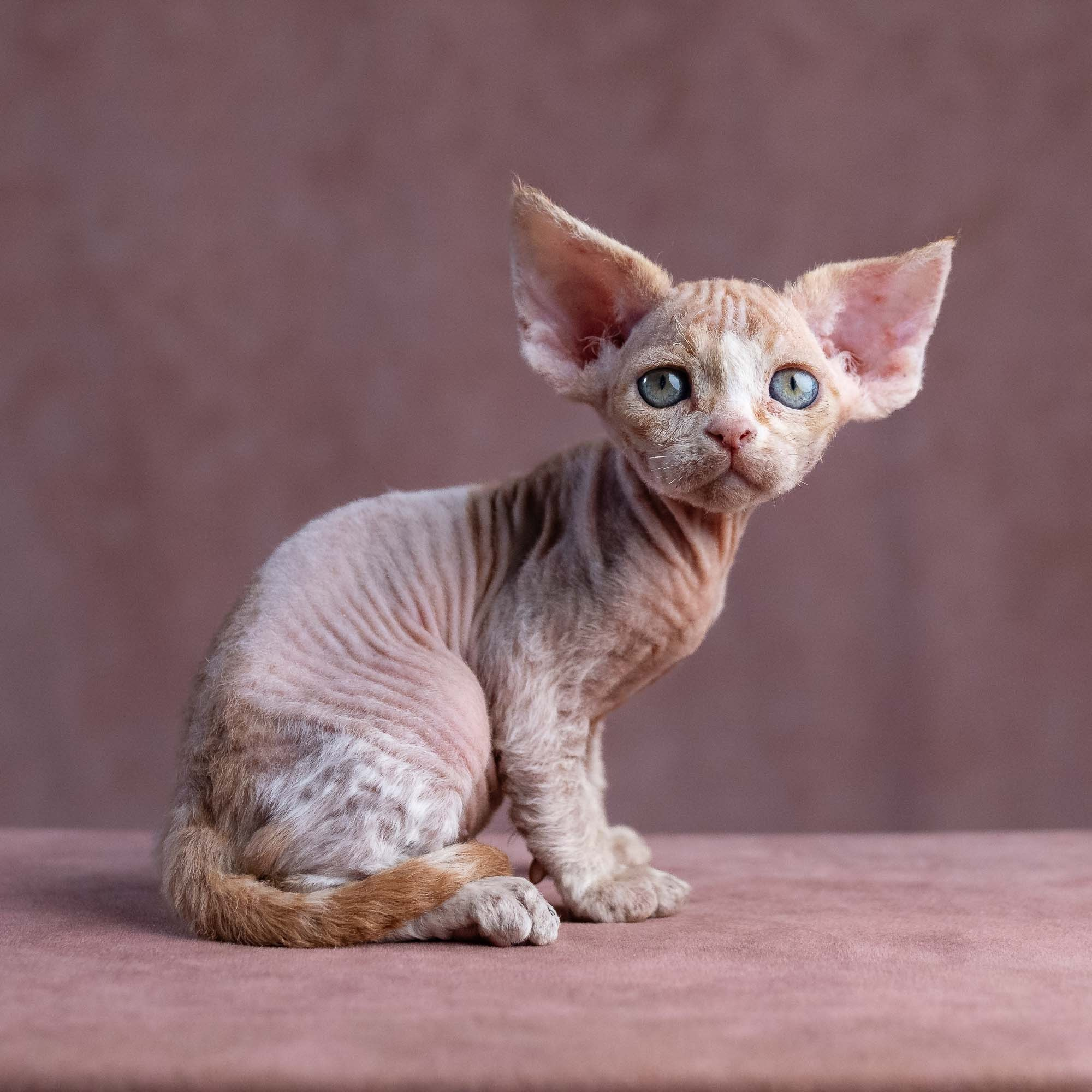 Xavi, boy, born on 08.28.2026. Devon Rex Pixie Cattery