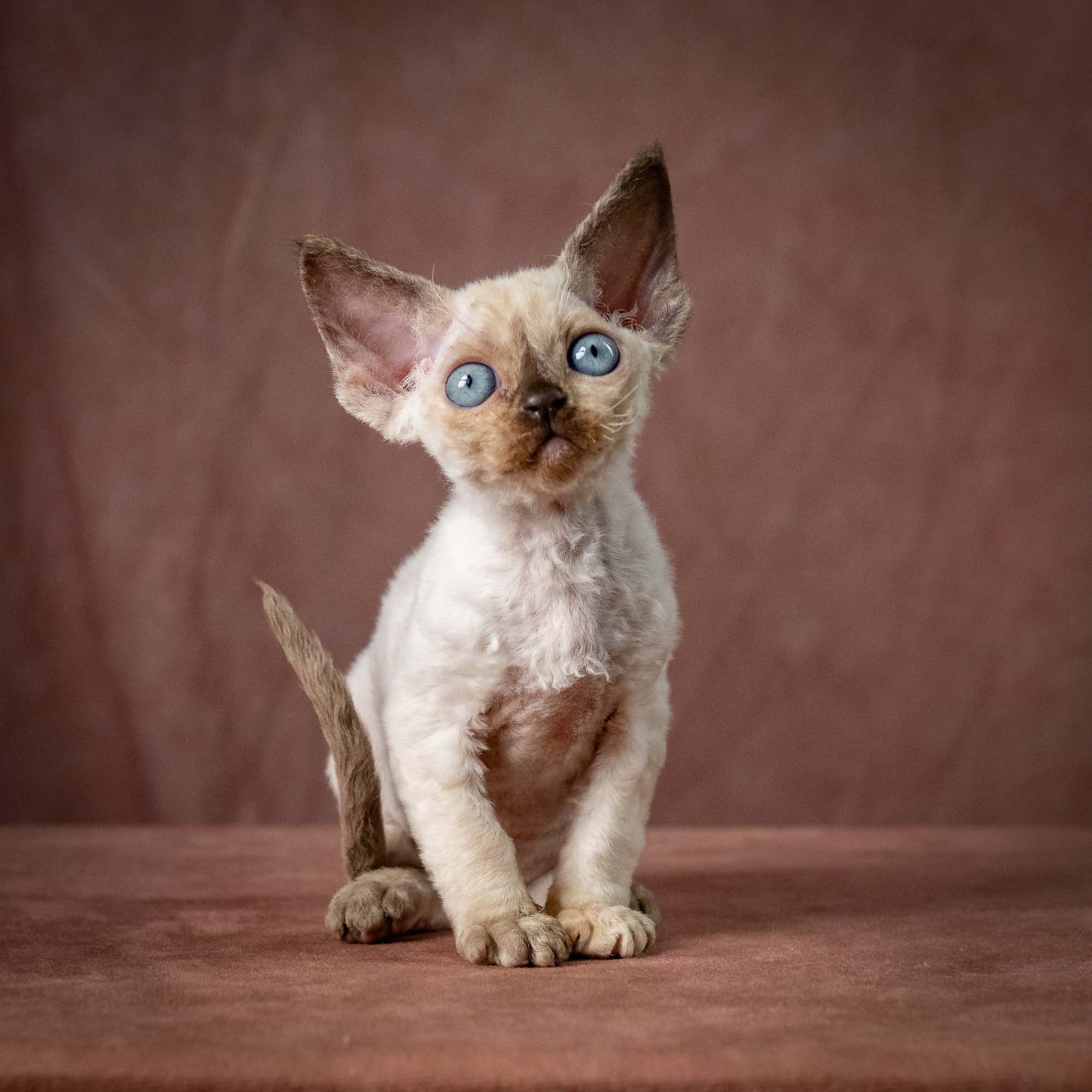 Tessa, girl, born 07.15.2026. Devon Rex Pixie Cattery