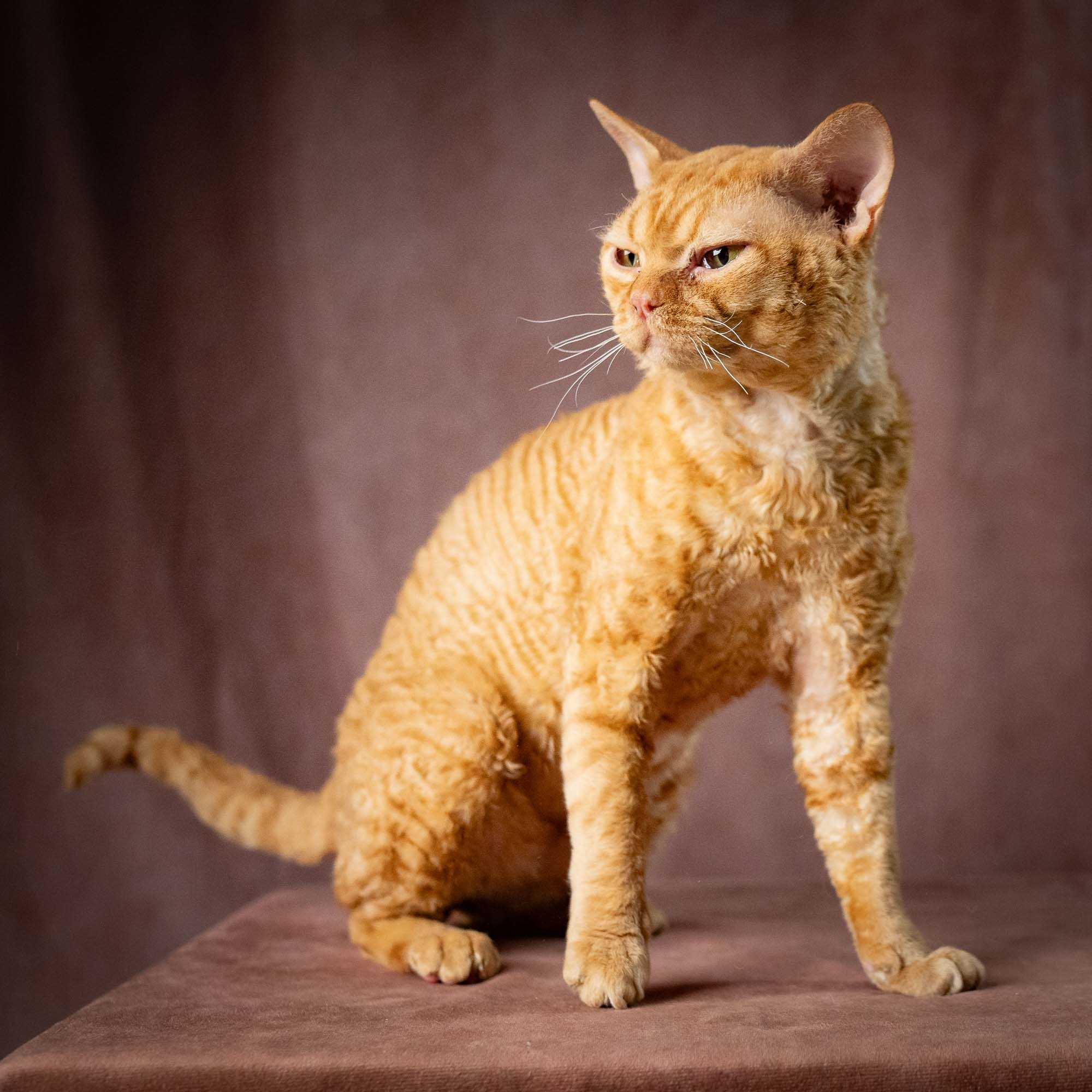 CH DreamCatcher Gregory. Devon Rex Pixie Cattery