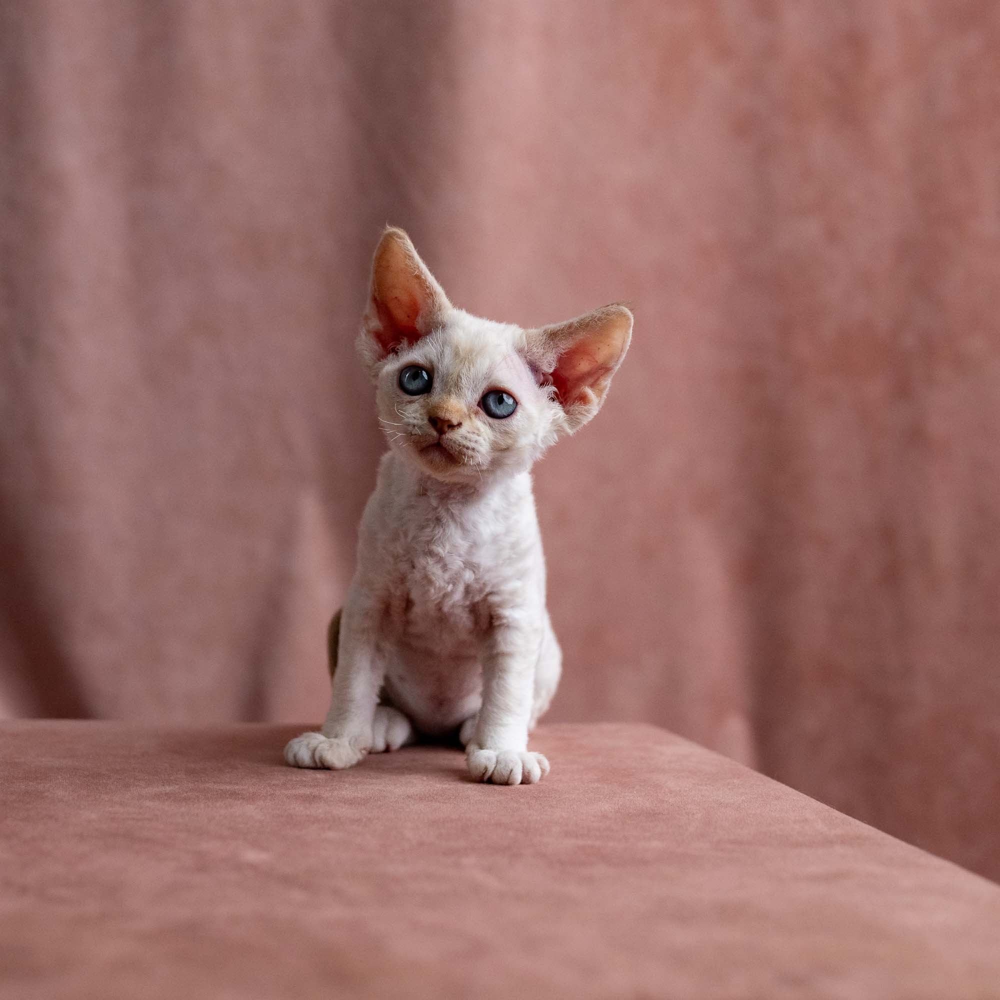 Vivi, girl, born on 08.27.2026. Devon Rex Pixie Cattery