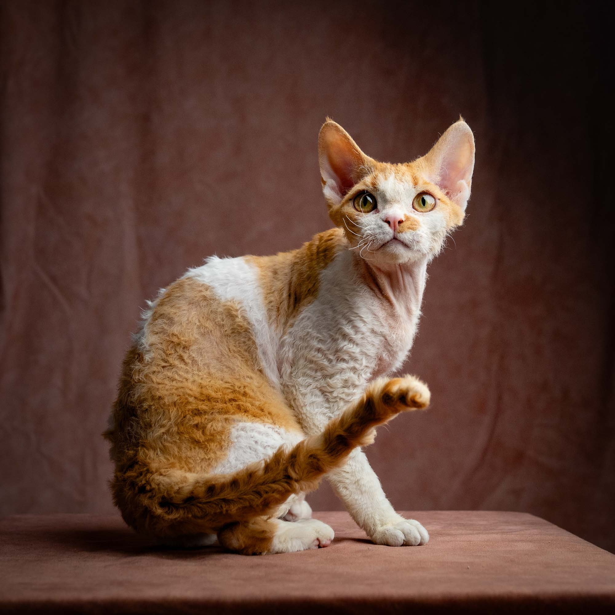 Nika. Devon Rex Pixie Cattery