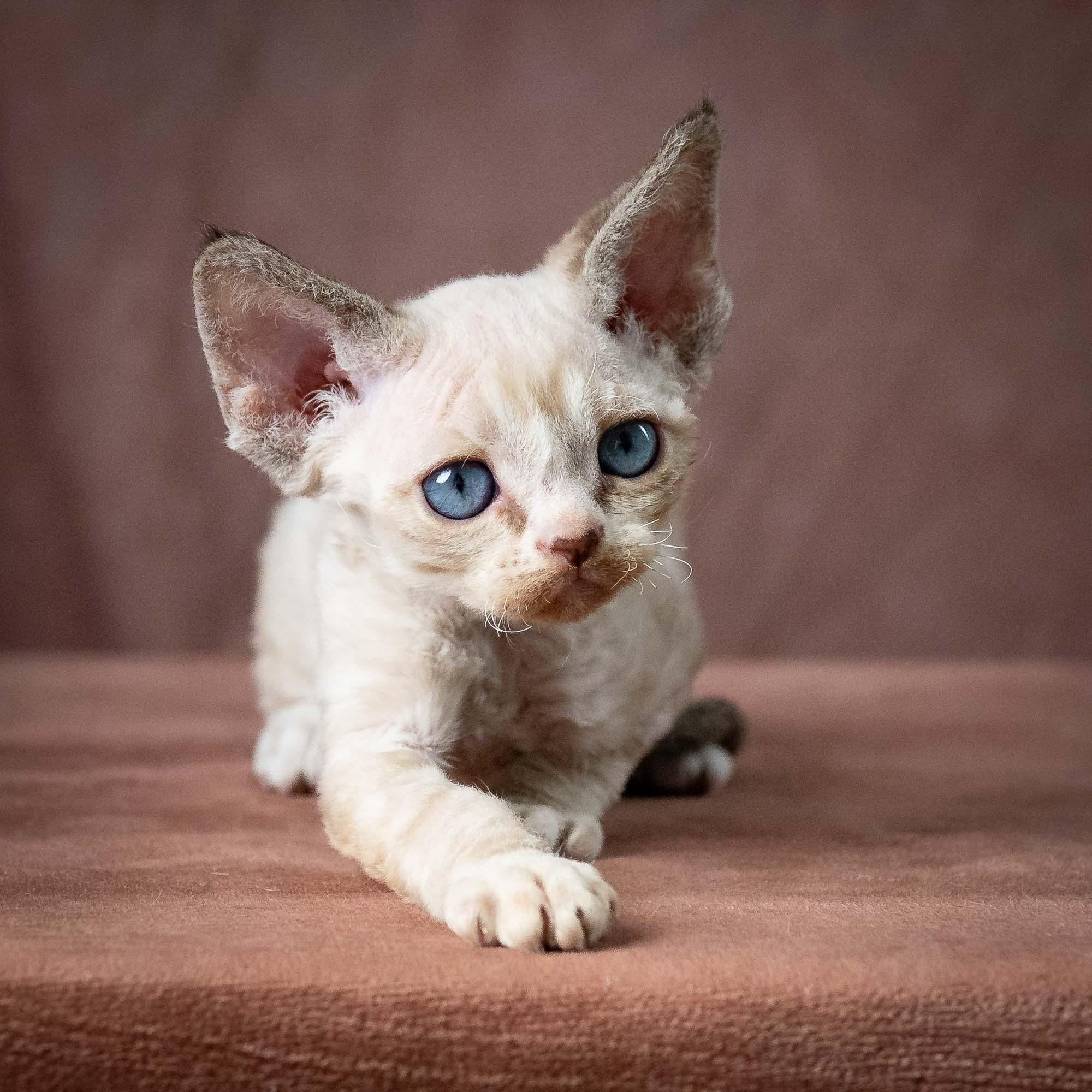 Toby, boy, born 07.15.2026. Devon Rex Pixie Cattery