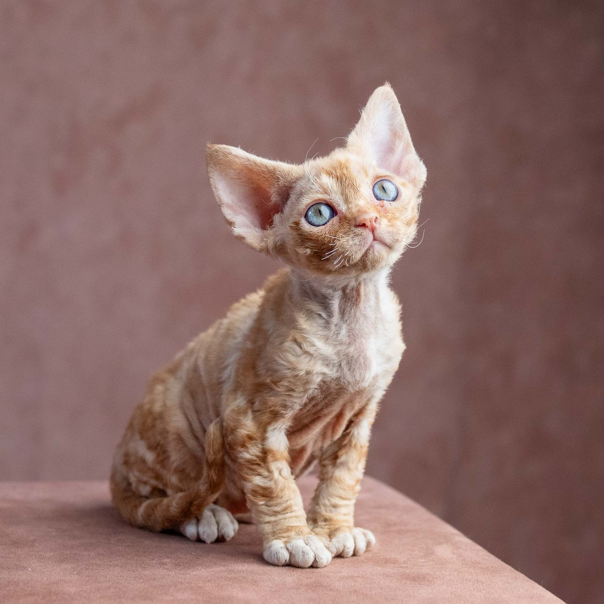 Xenia, girl, born on 08.28.2026. Devon Rex Pixie Cattery