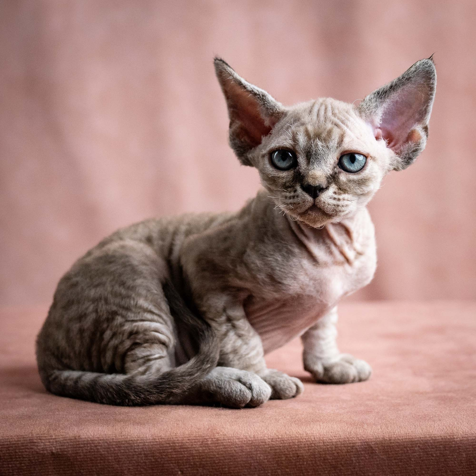 Viking, boy, born on 08.27.2026. Devon Rex Pixie Cattery