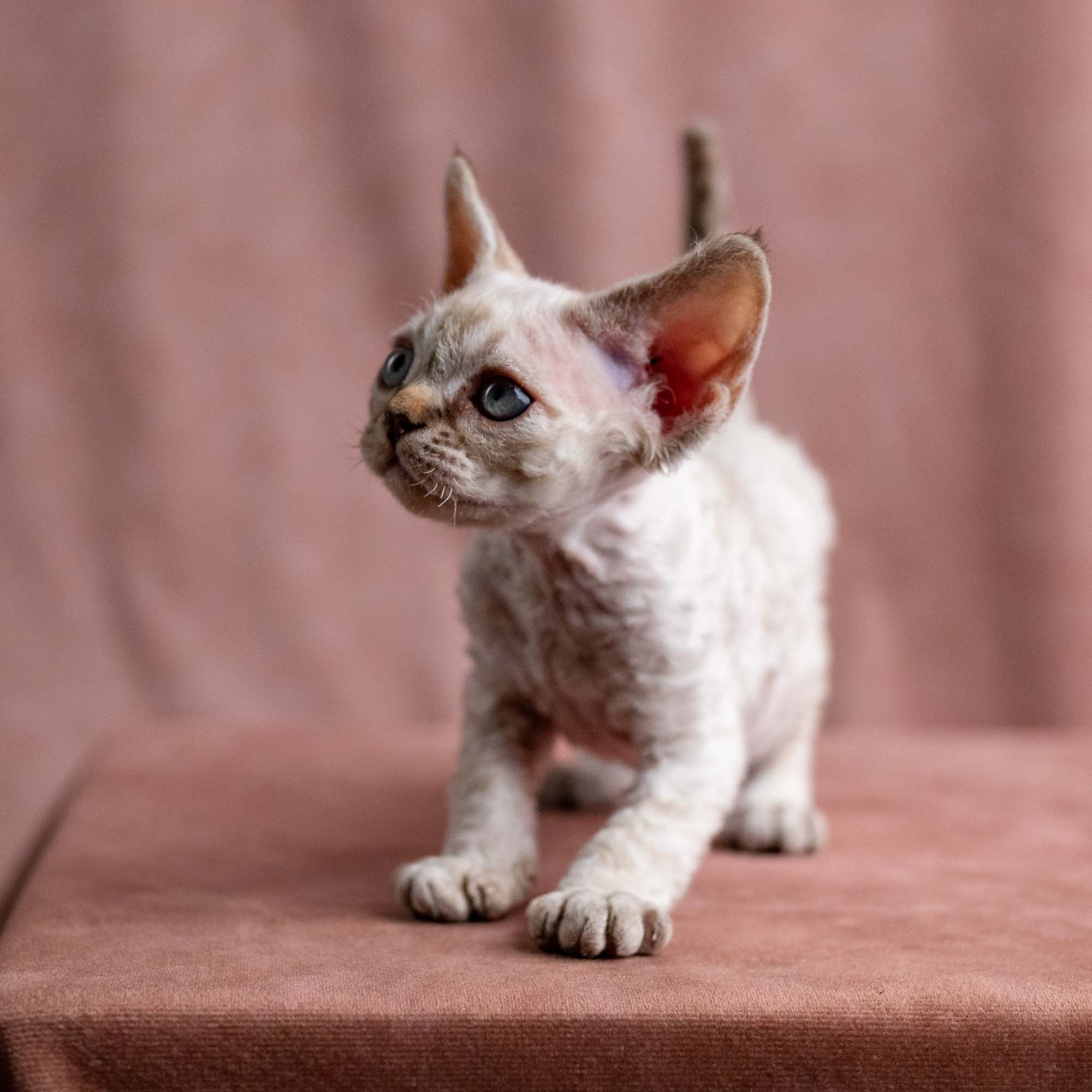 Viggo, boy, born on 08.27.2026. Devon Rex Pixie Cattery