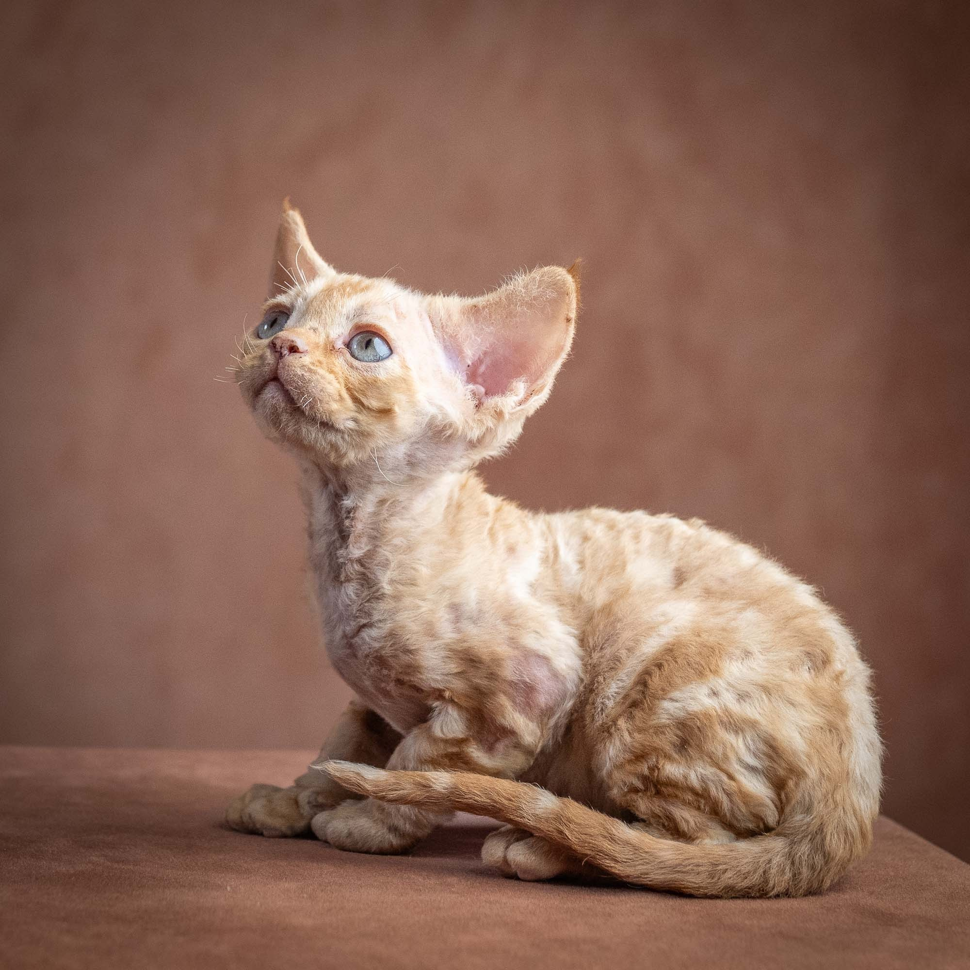 Xan, boy, born on 08.28.2026. Devon Rex Pixie Cattery