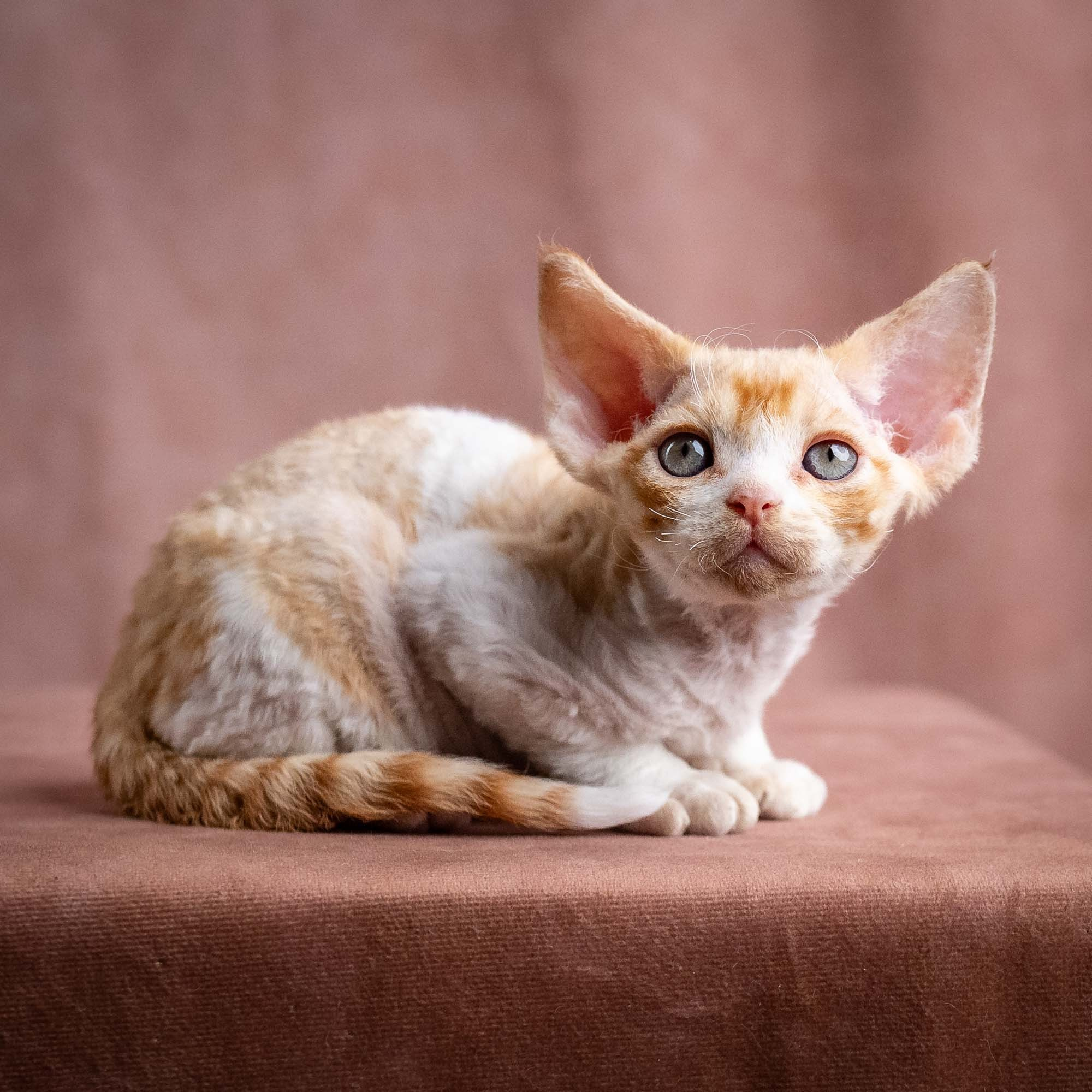 Wally, boy, born on 08.28.2026. Devon Rex Pixie Cattery