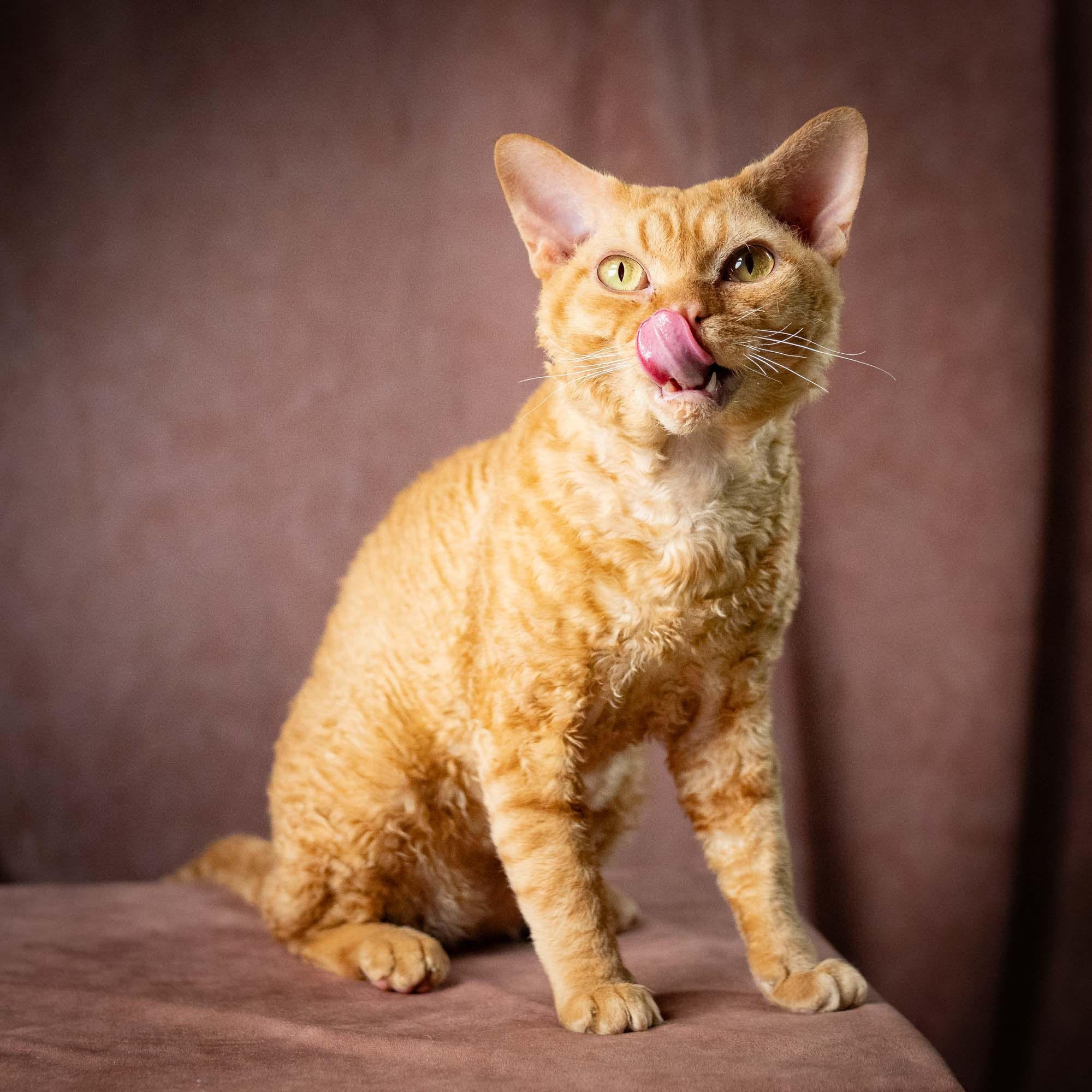 CH DreamCatcher Gregory. Devon Rex Pixie Cattery
