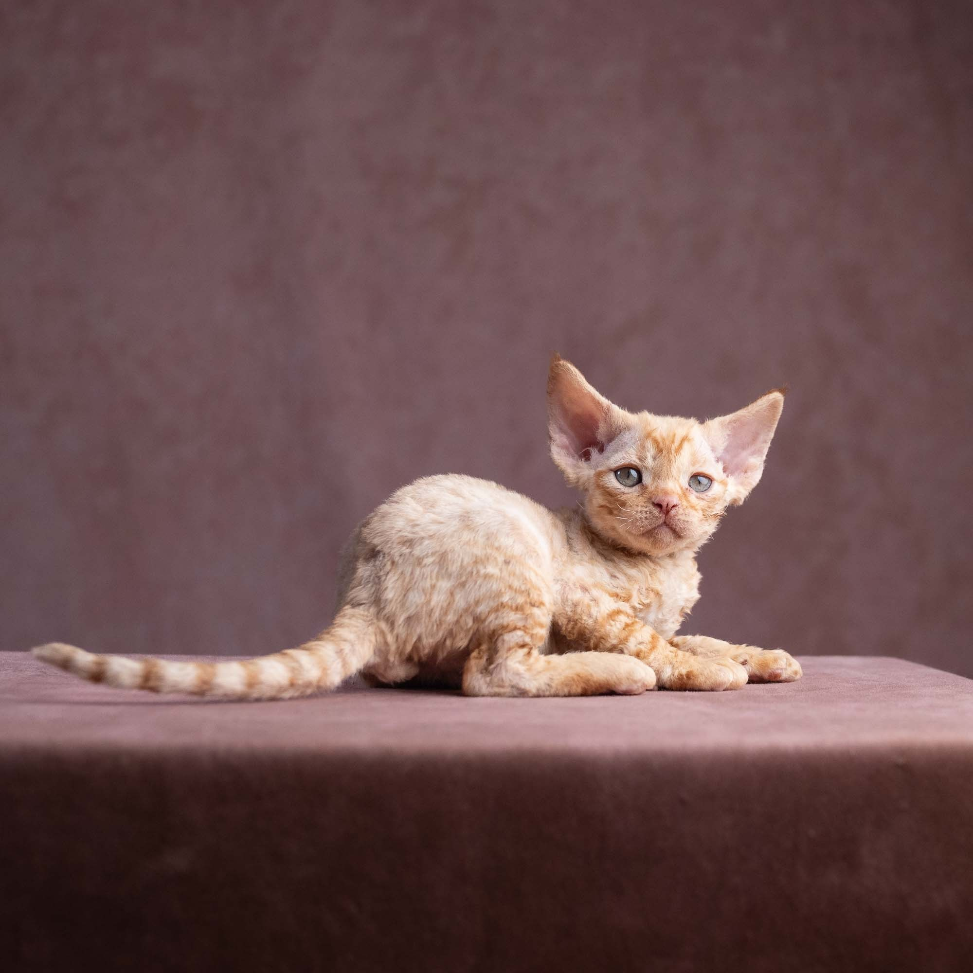 Xavier, boy, born on 08.28.2026. Devon Rex Pixie Cattery