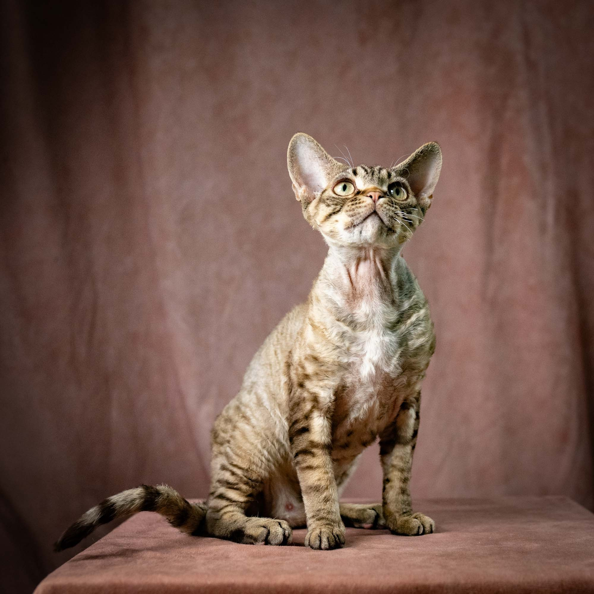 Pixie Ostap. Devon Rex Pixie Cattery