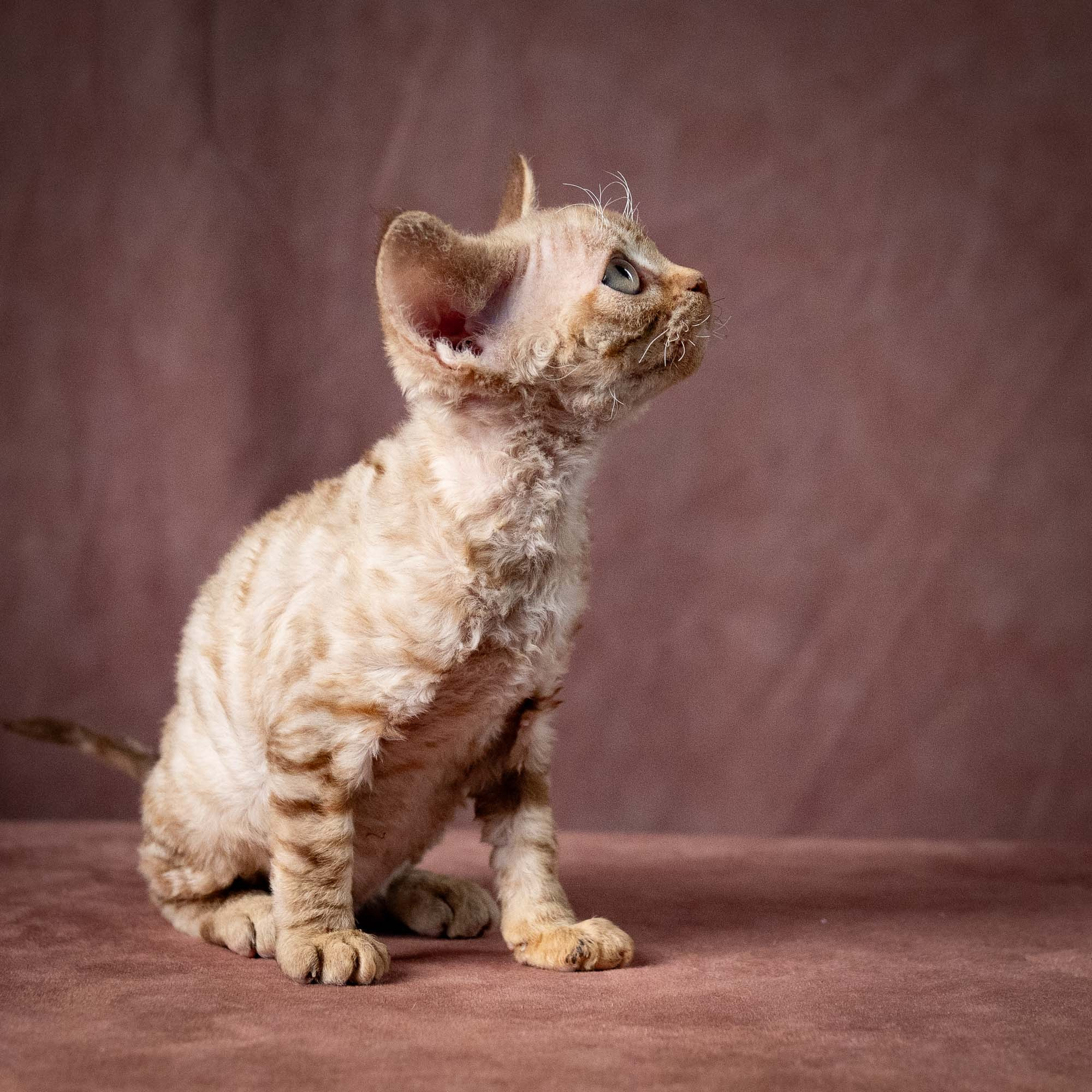 Umi, girl, born 07.19.2026. Devon Rex Pixie Cattery