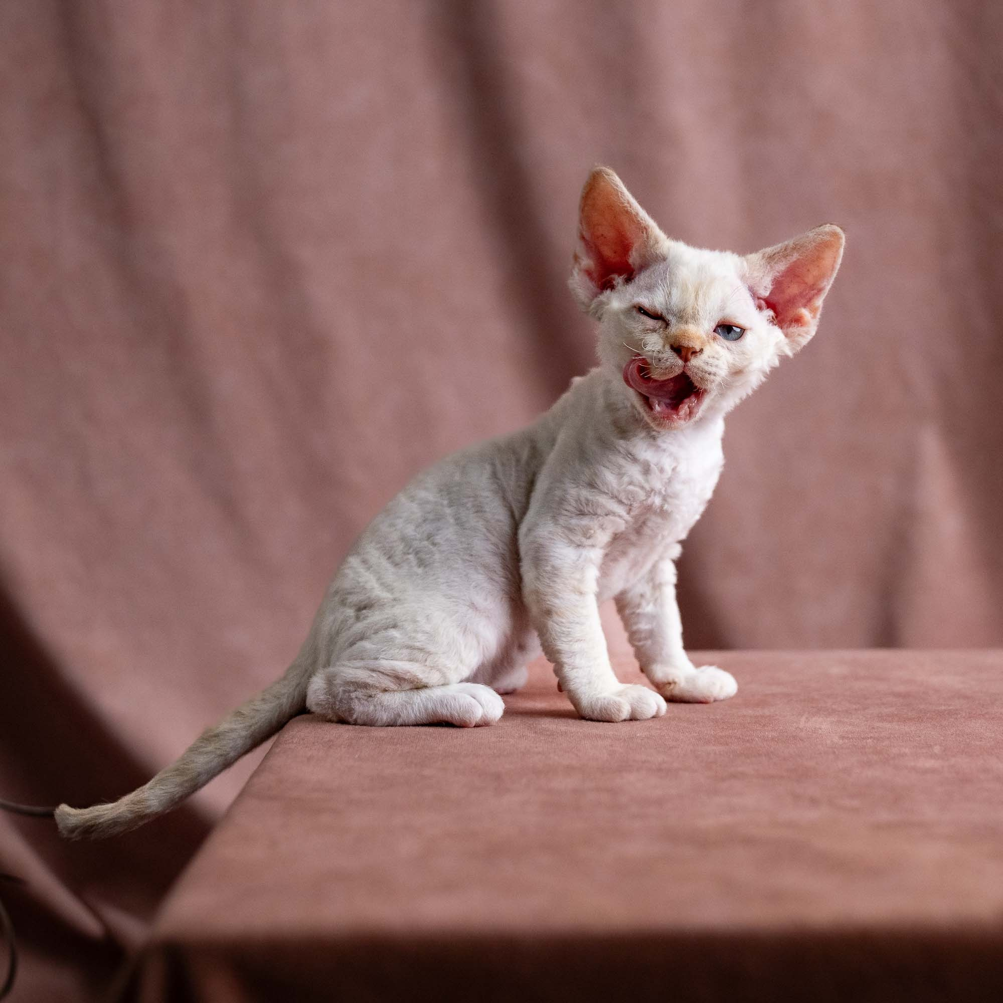 Vivi, girl, born on 08.27.2026. Devon Rex Pixie Cattery