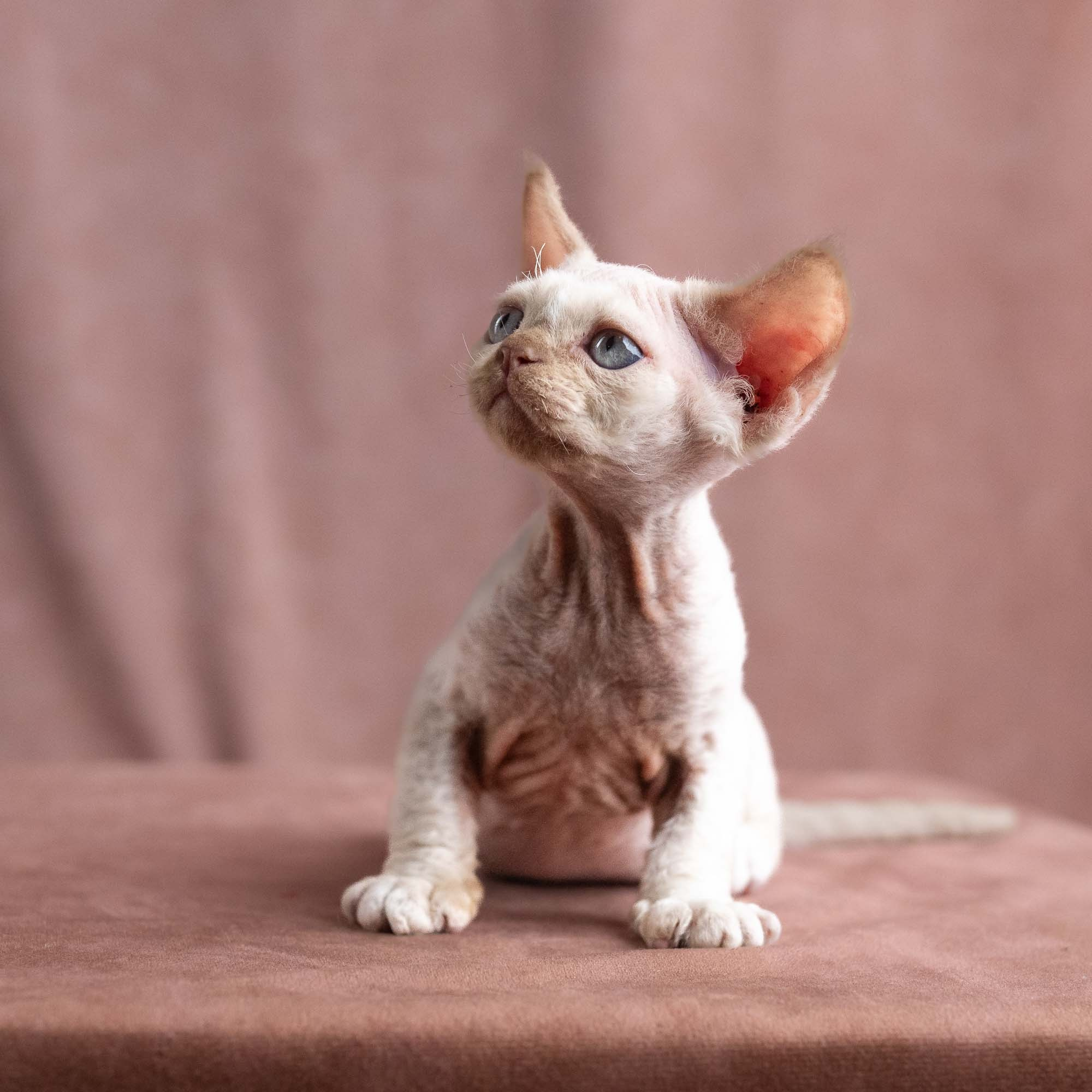 Vince, boy, born on 08.27.2026. Devon Rex Pixie Cattery