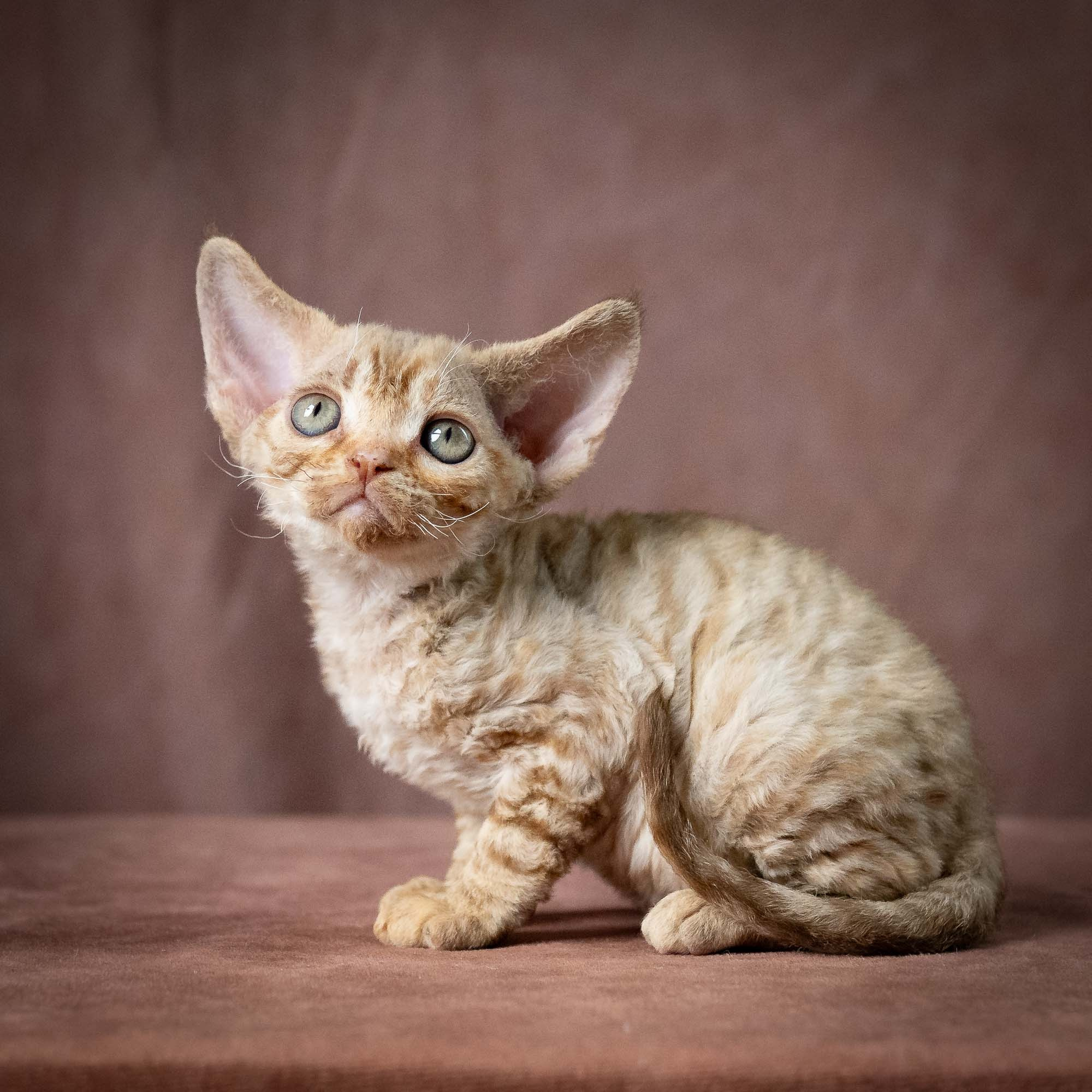 Umi, girl, born 07.19.2026. Devon Rex Pixie Cattery