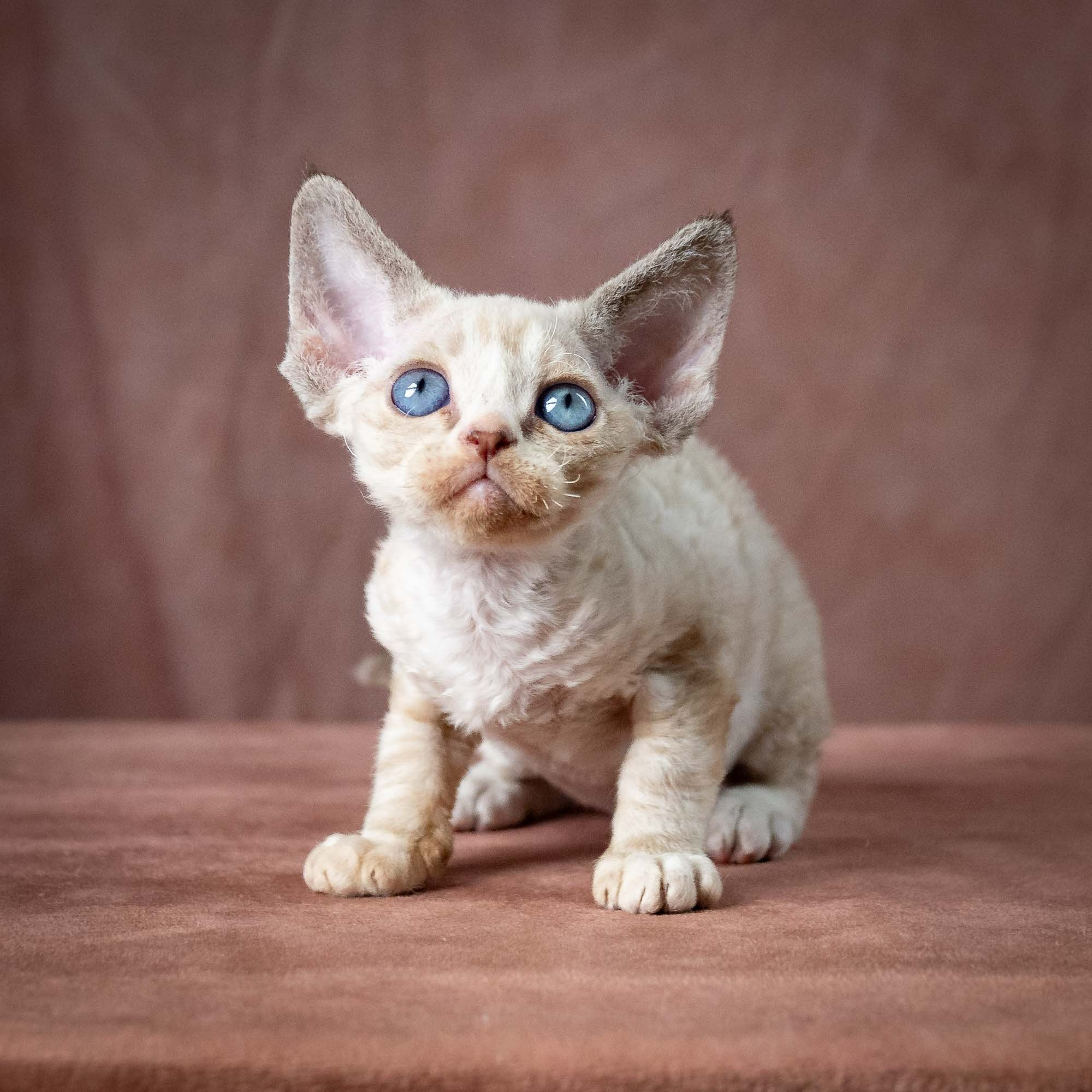 Toby, boy, born 07.15.2026. Devon Rex Pixie Cattery