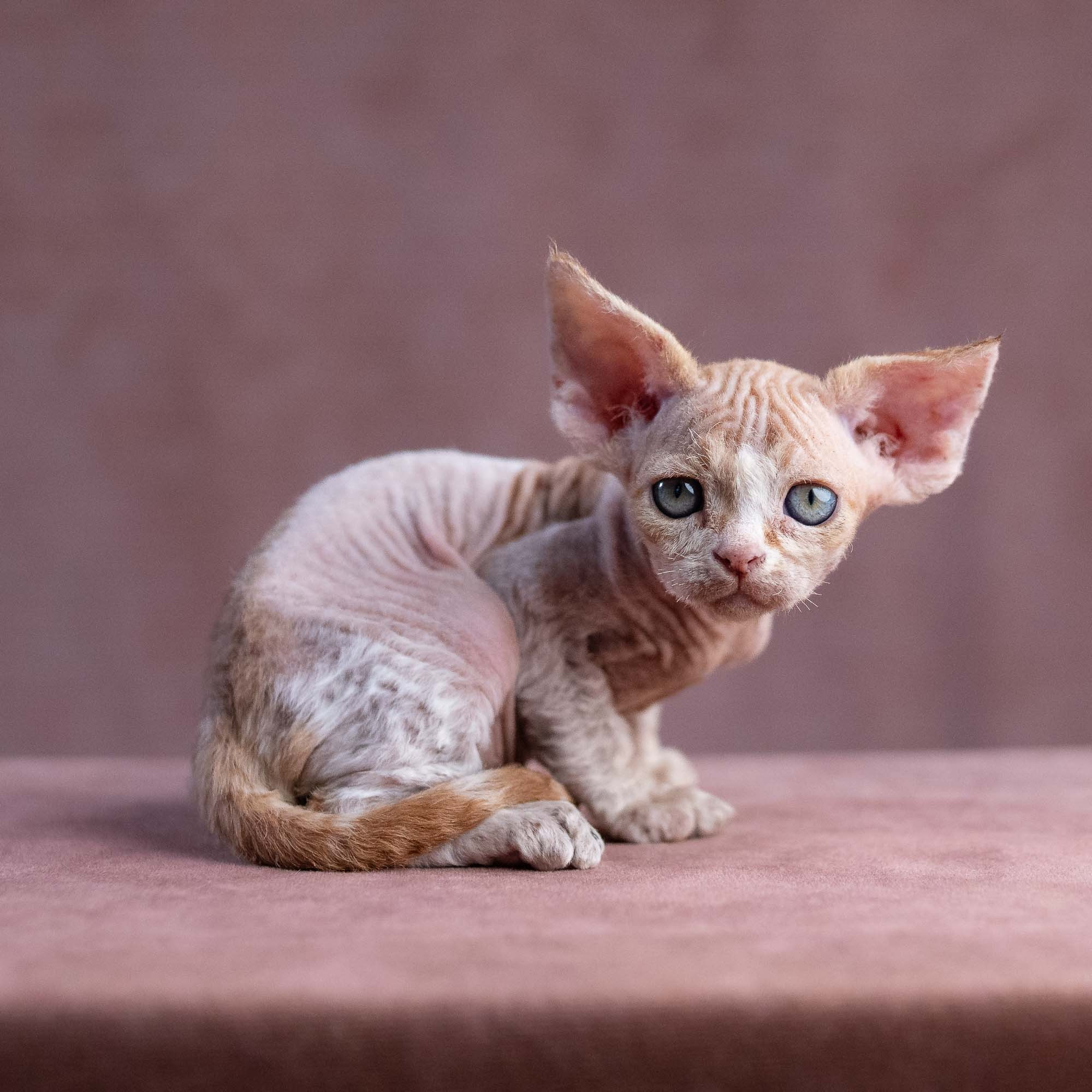 Xavi, boy, born on 08.28.2026. Devon Rex Pixie Cattery