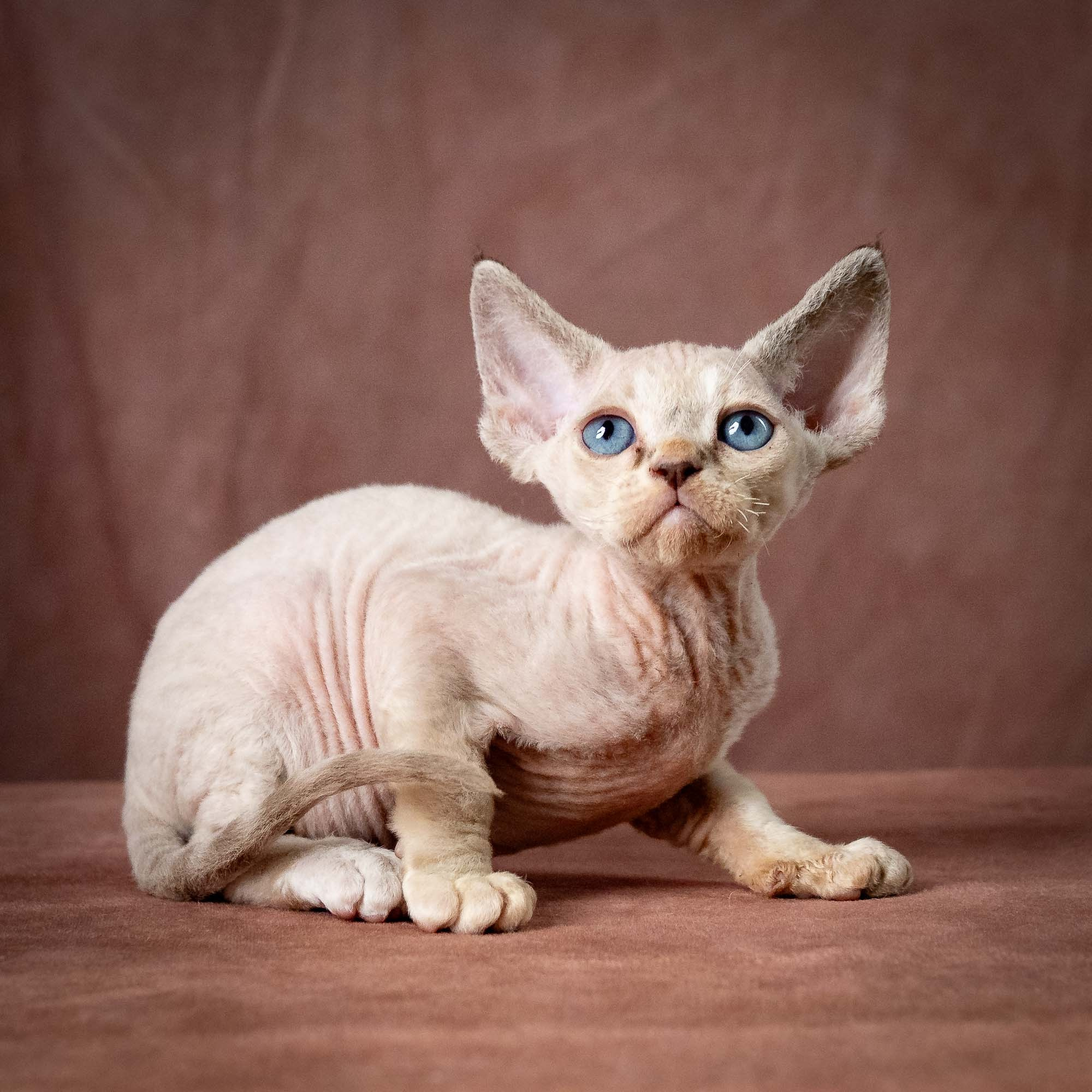 Tyson, boy, born 07.15.2026. Devon Rex Pixie Cattery