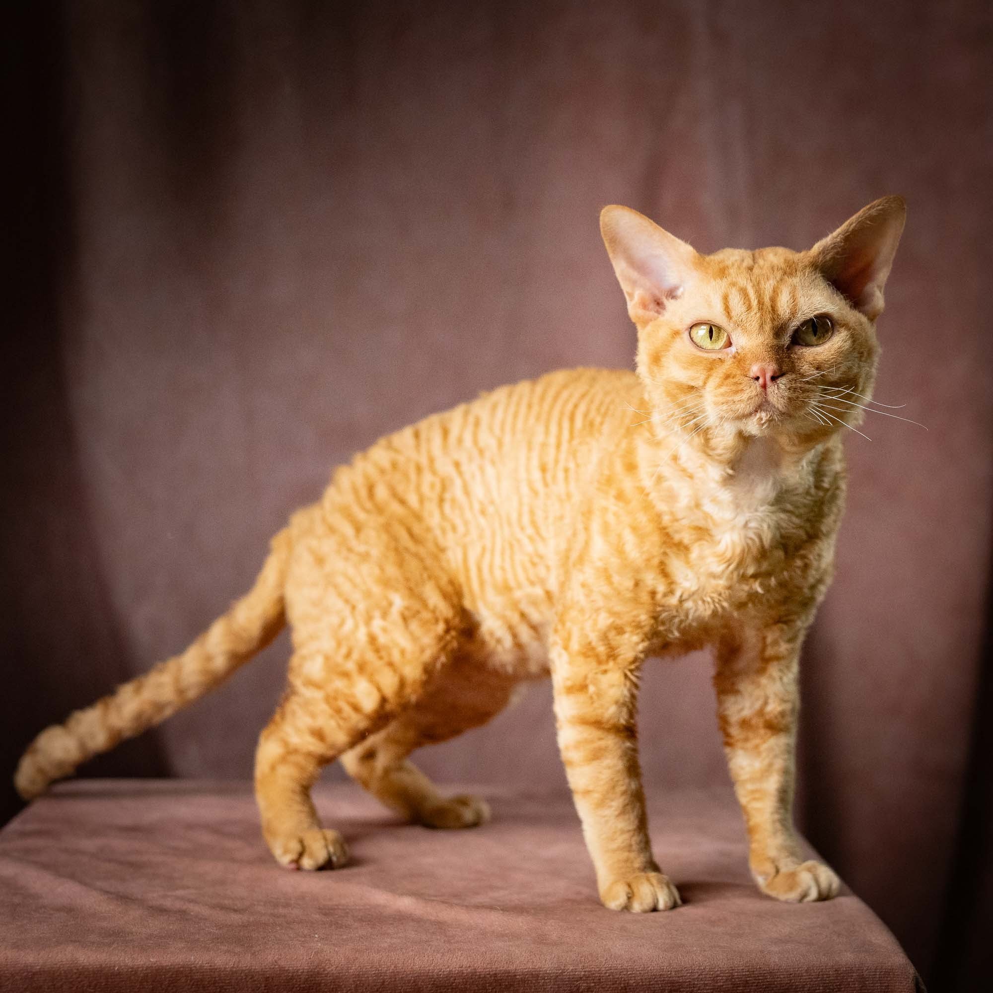 CH DreamCatcher Gregory. Devon Rex Pixie Cattery