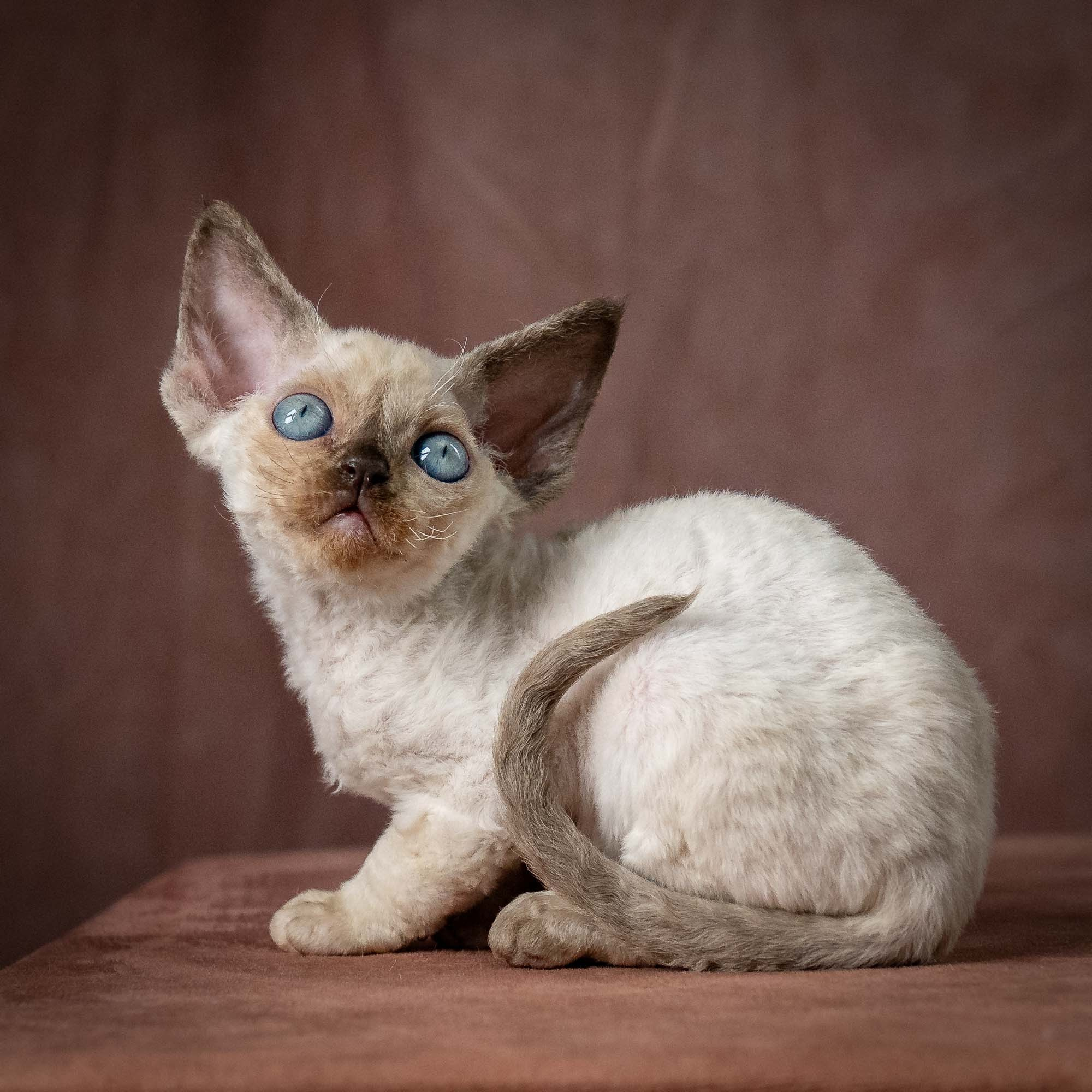 Tessa, girl, born 07.15.2026. Devon Rex Pixie Cattery