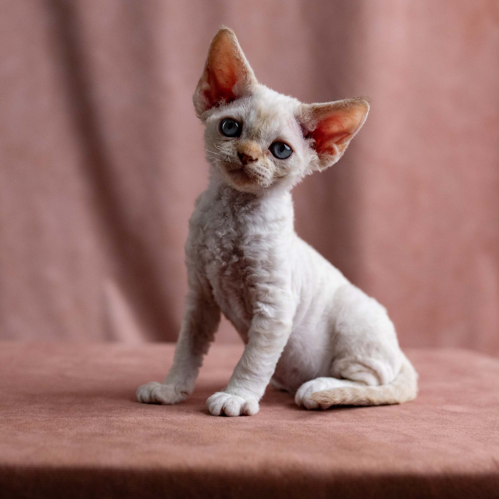 Vivi, girl, born on 08.27.2026. Devon Rex Pixie Cattery