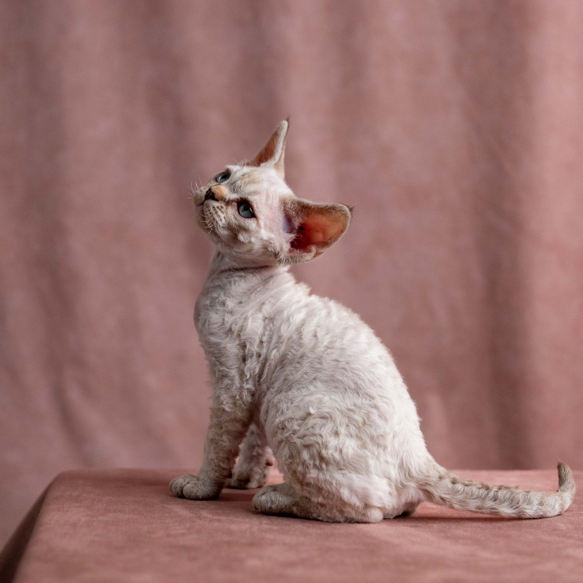 Viggo, boy, born on 08.27.2026. Devon Rex Pixie Cattery