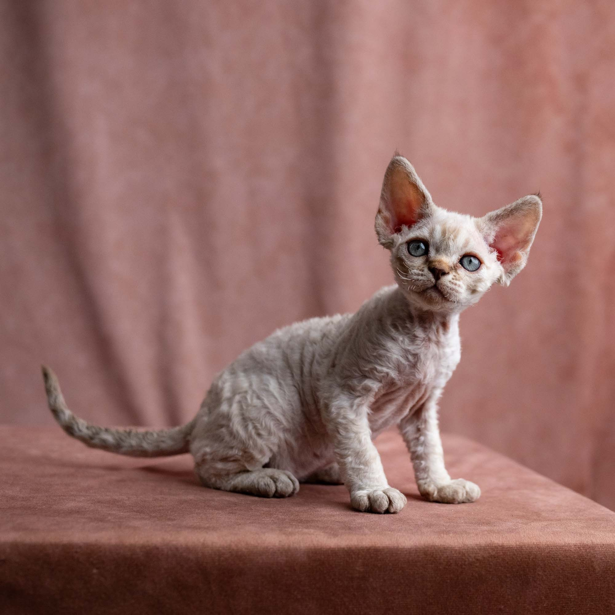 Viggo, boy, born on 08.27.2026. Devon Rex Pixie Cattery