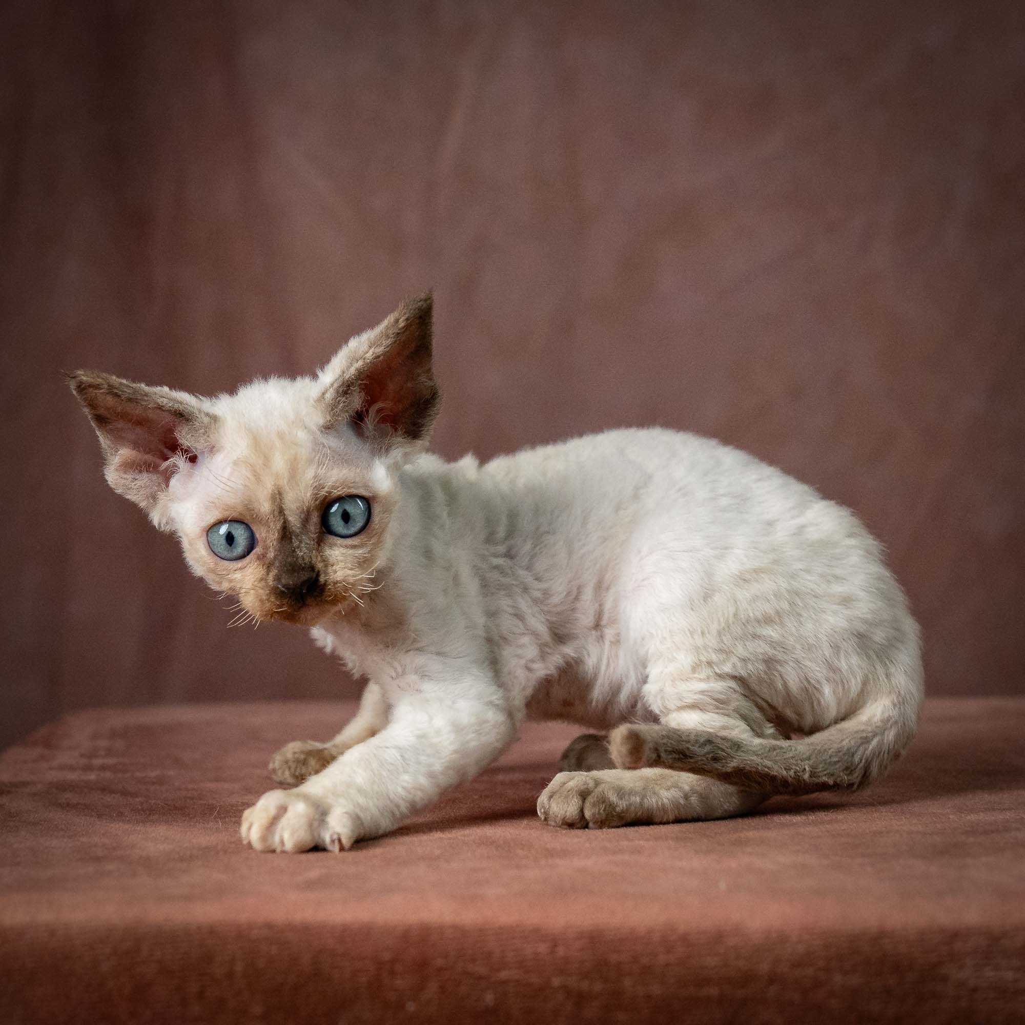 Tessa, girl, born 07.15.2026. Devon Rex Pixie Cattery