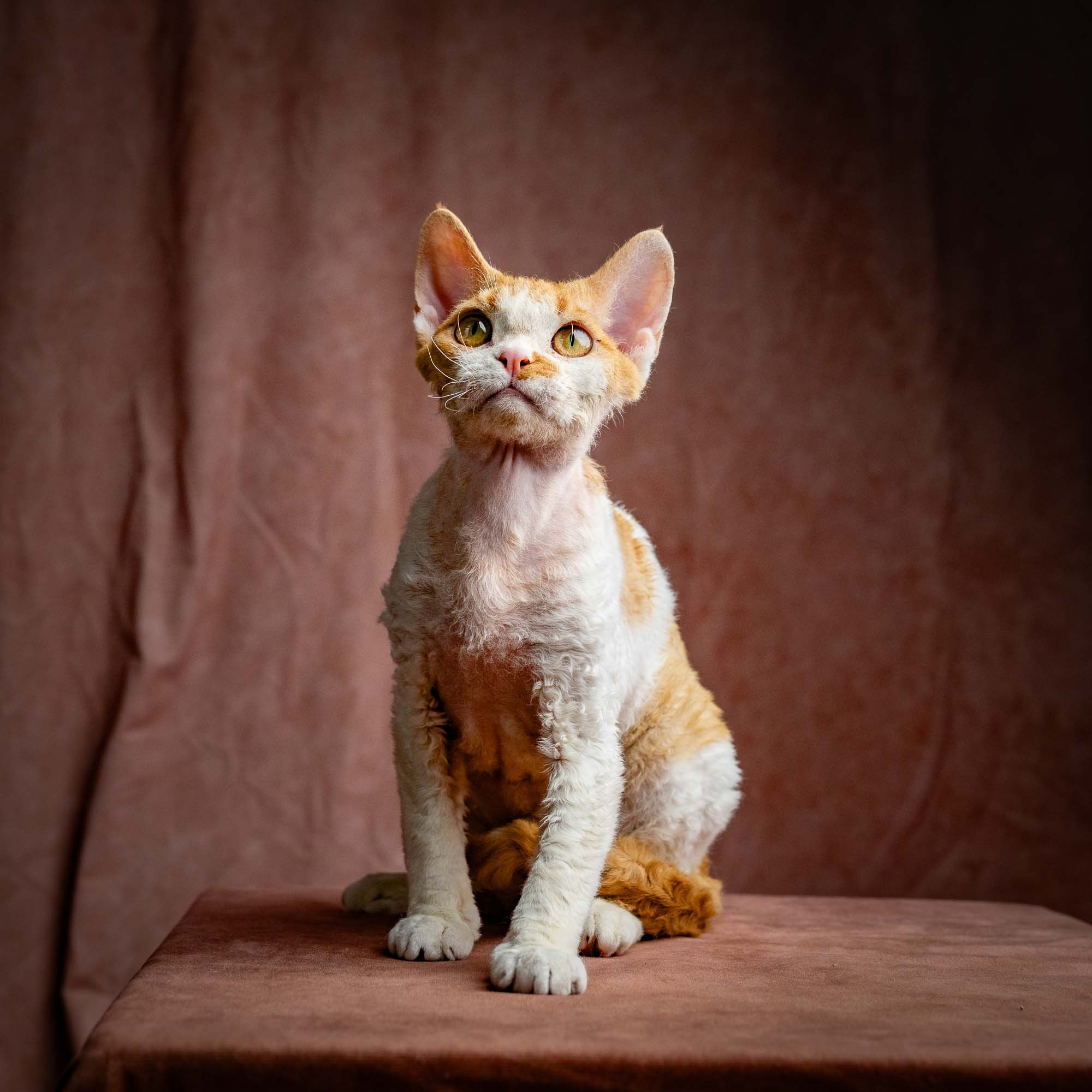 Nika. Devon Rex Pixie Cattery