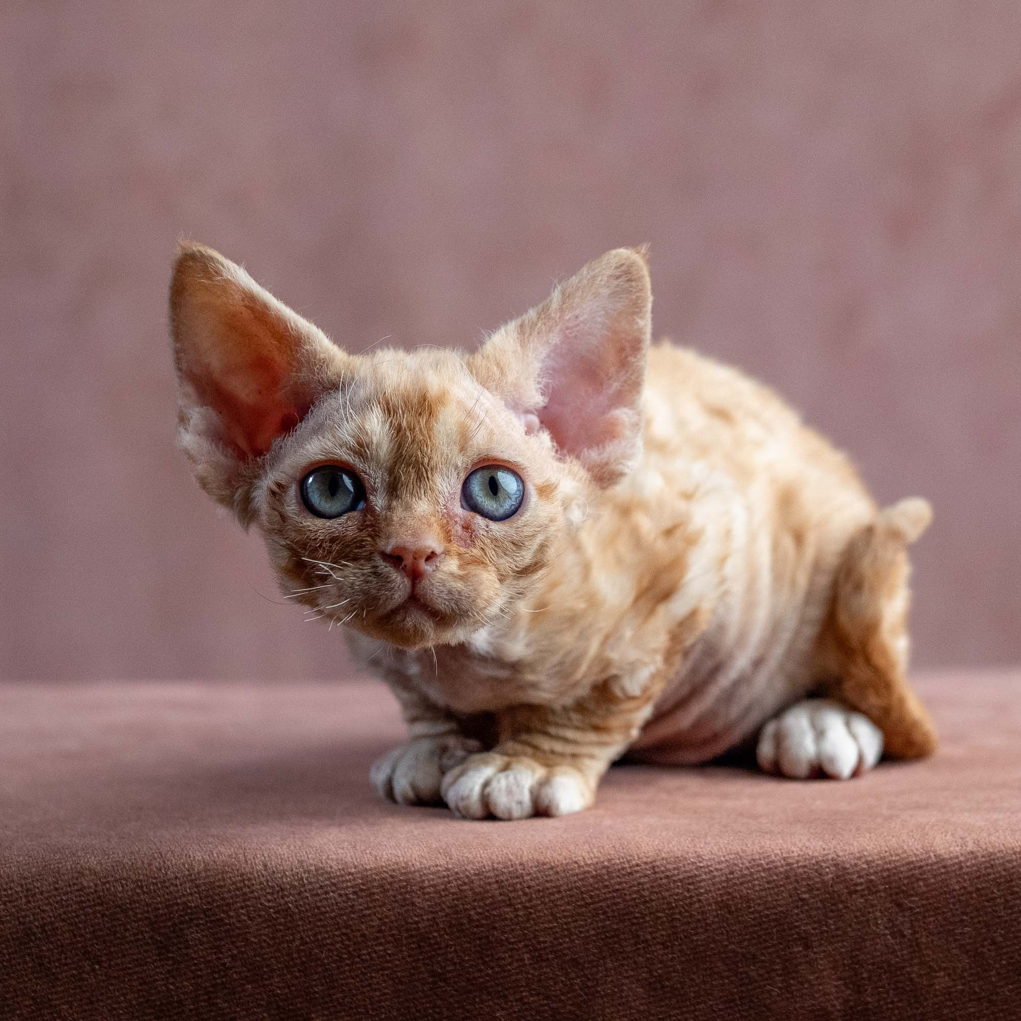 Xenia, girl, born on 08.28.2026. Devon Rex Pixie Cattery