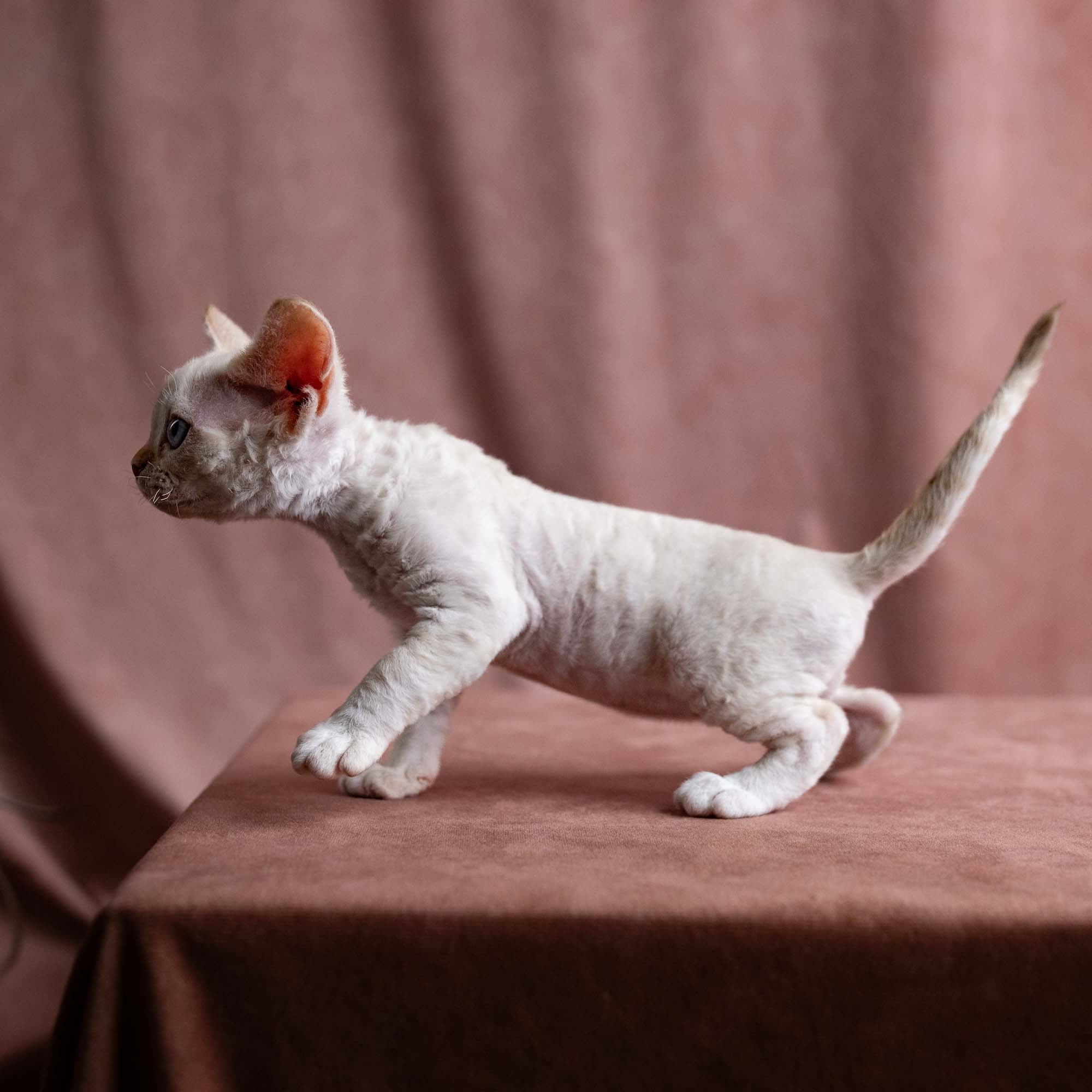 Vivi, girl, born on 08.27.2026. Devon Rex Pixie Cattery