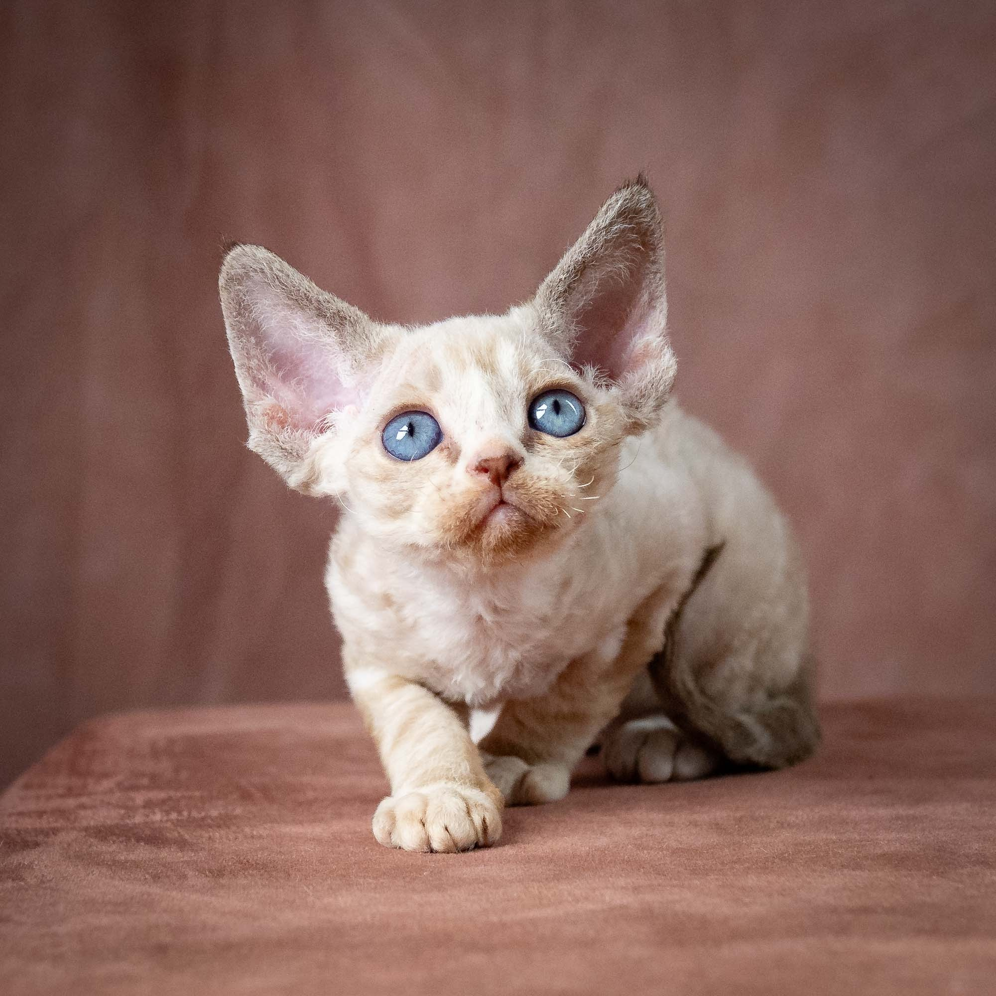 Toby, boy, born 07.15.2026. Devon Rex Pixie Cattery