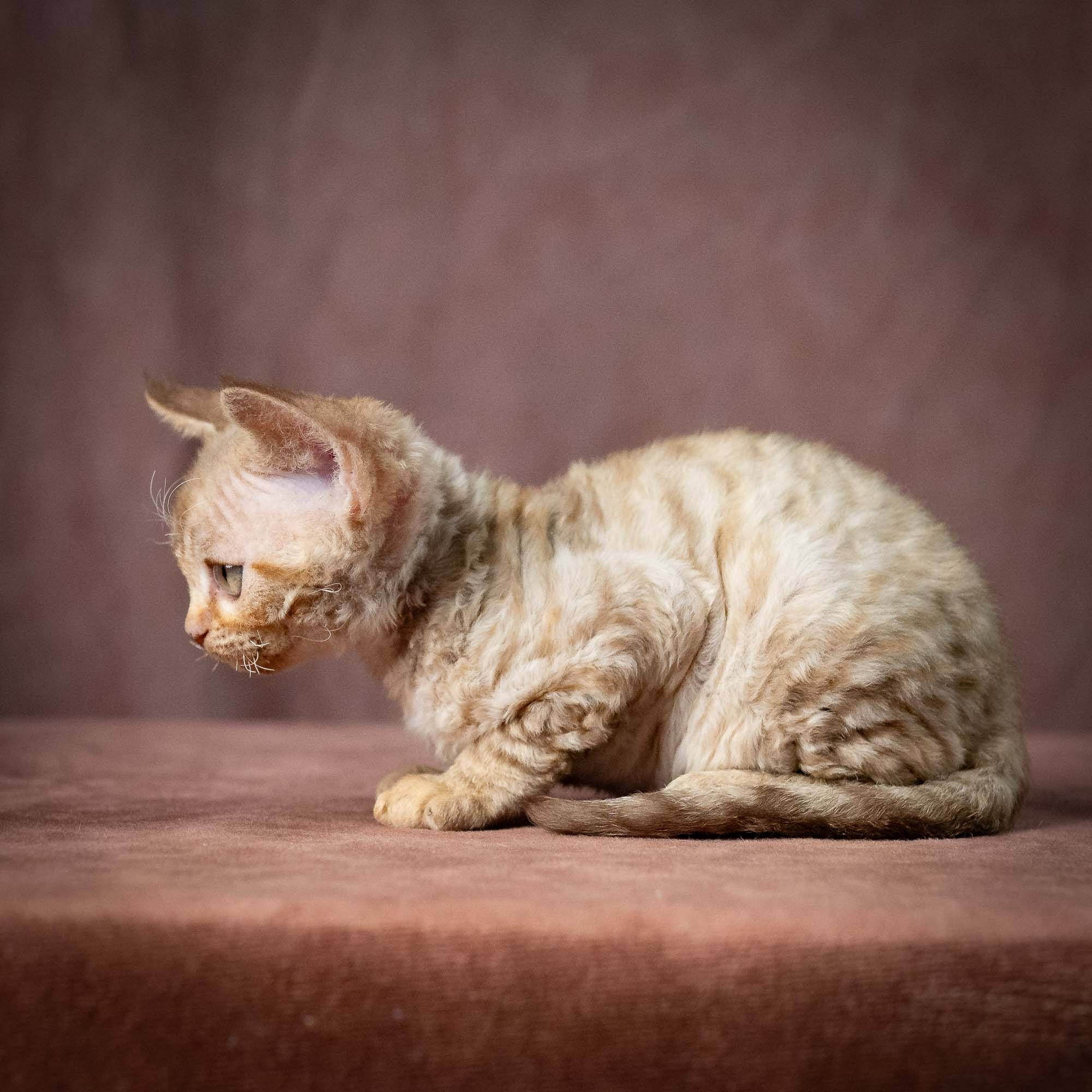 Umi, girl, born 07.19.2026. Devon Rex Pixie Cattery