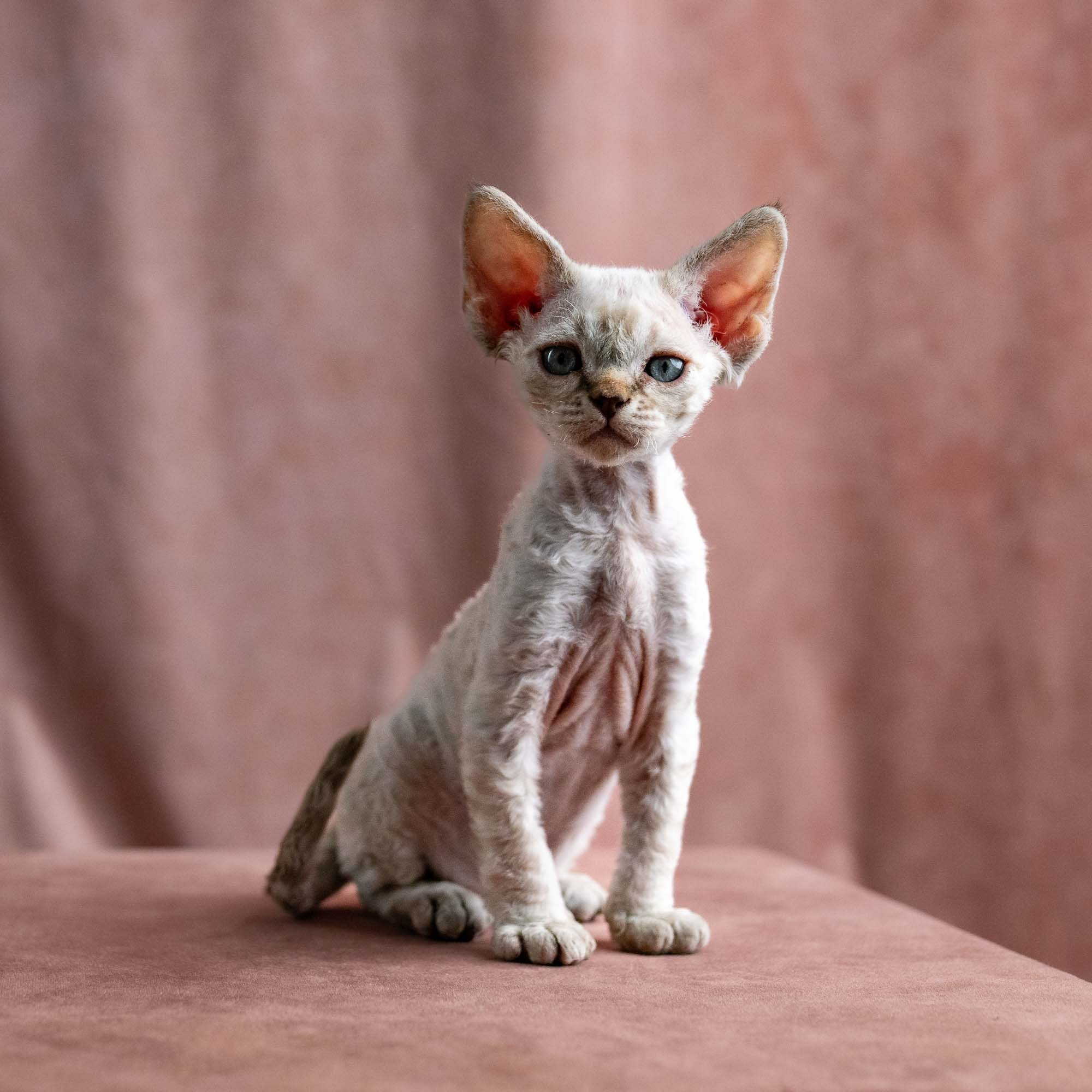 Viggo, boy, born on 08.27.2026. Devon Rex Pixie Cattery