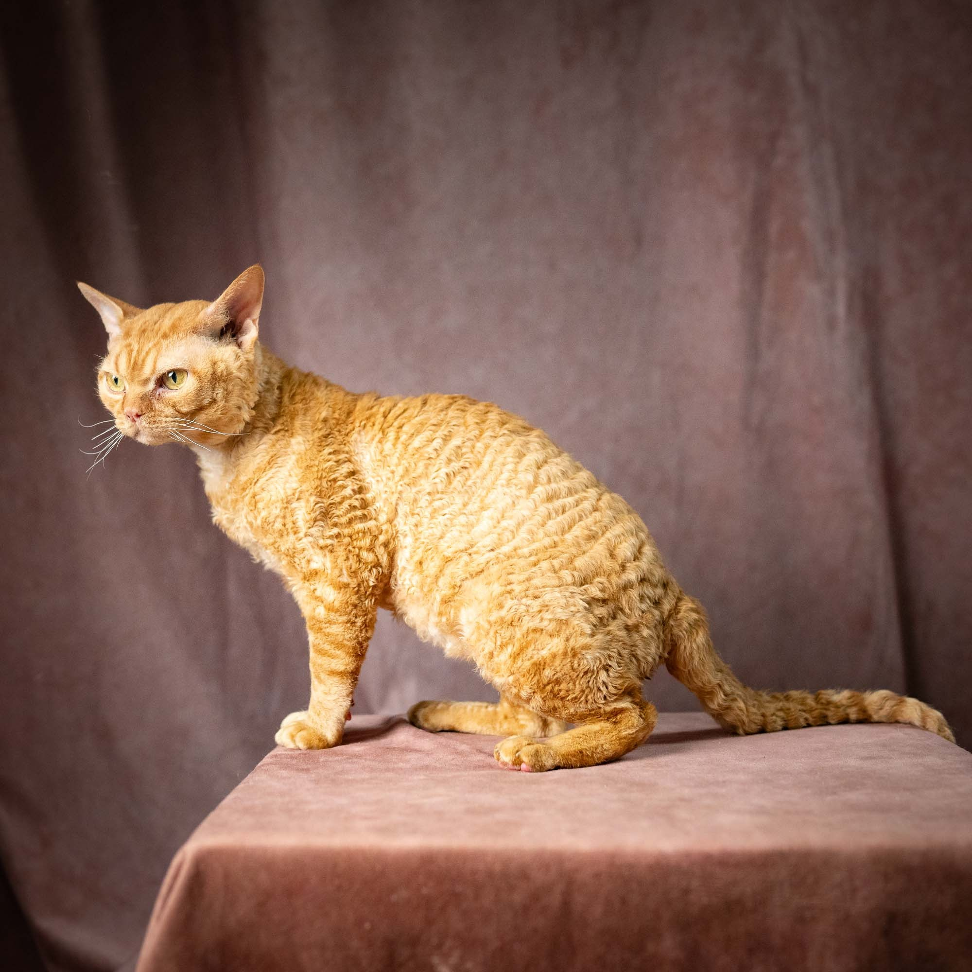 CH DreamCatcher Gregory. Devon Rex Pixie Cattery