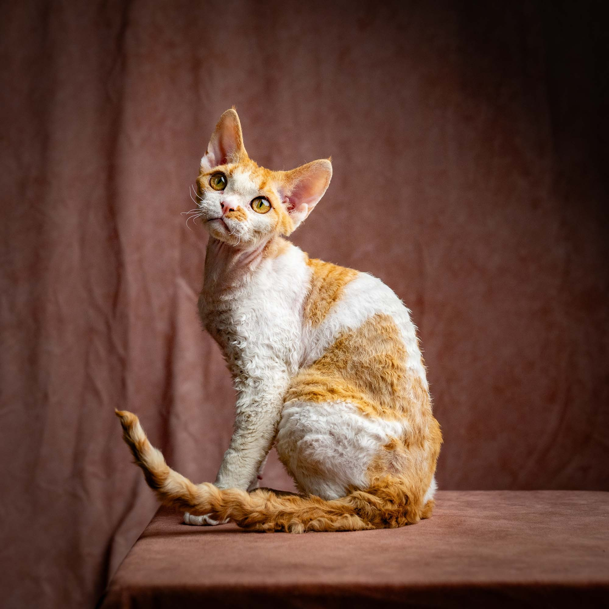 Nika. Devon Rex Pixie Cattery