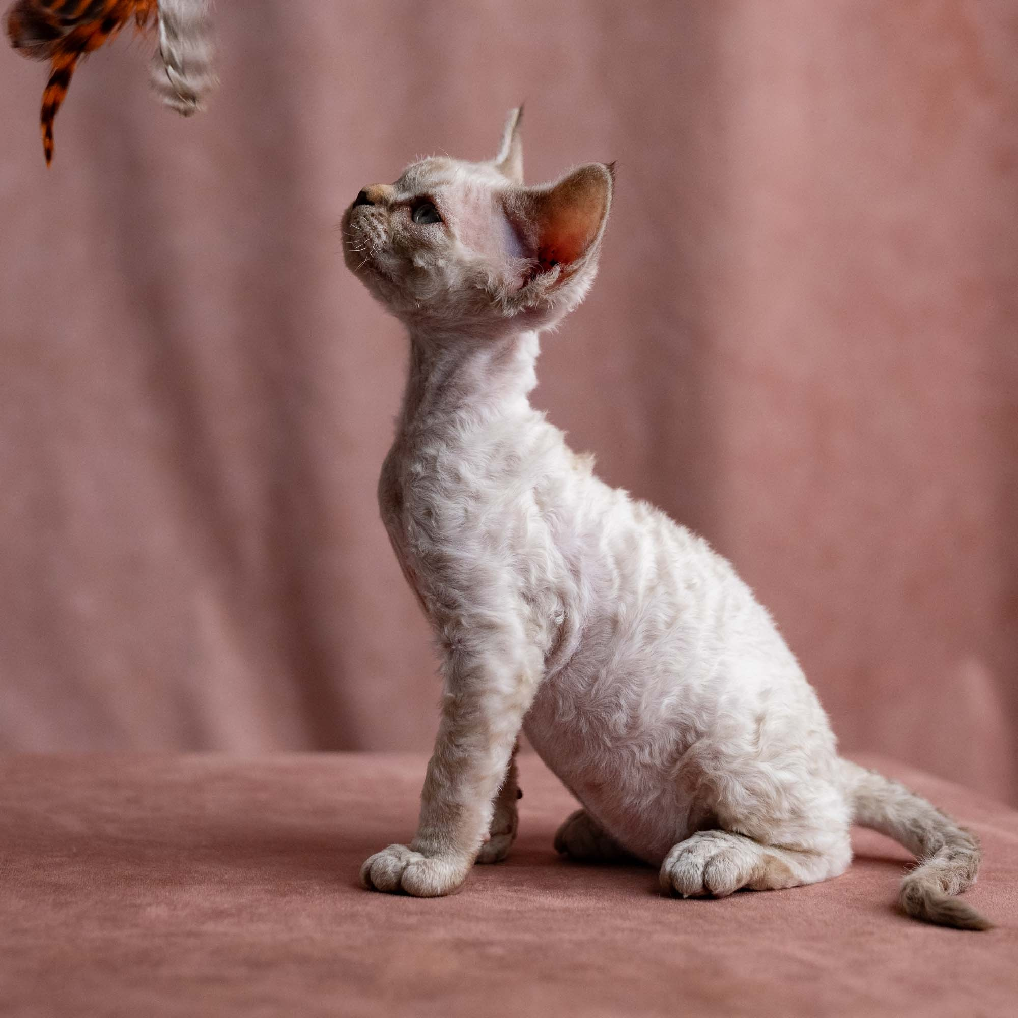 Viggo, boy, born on 08.27.2026. Devon Rex Pixie Cattery