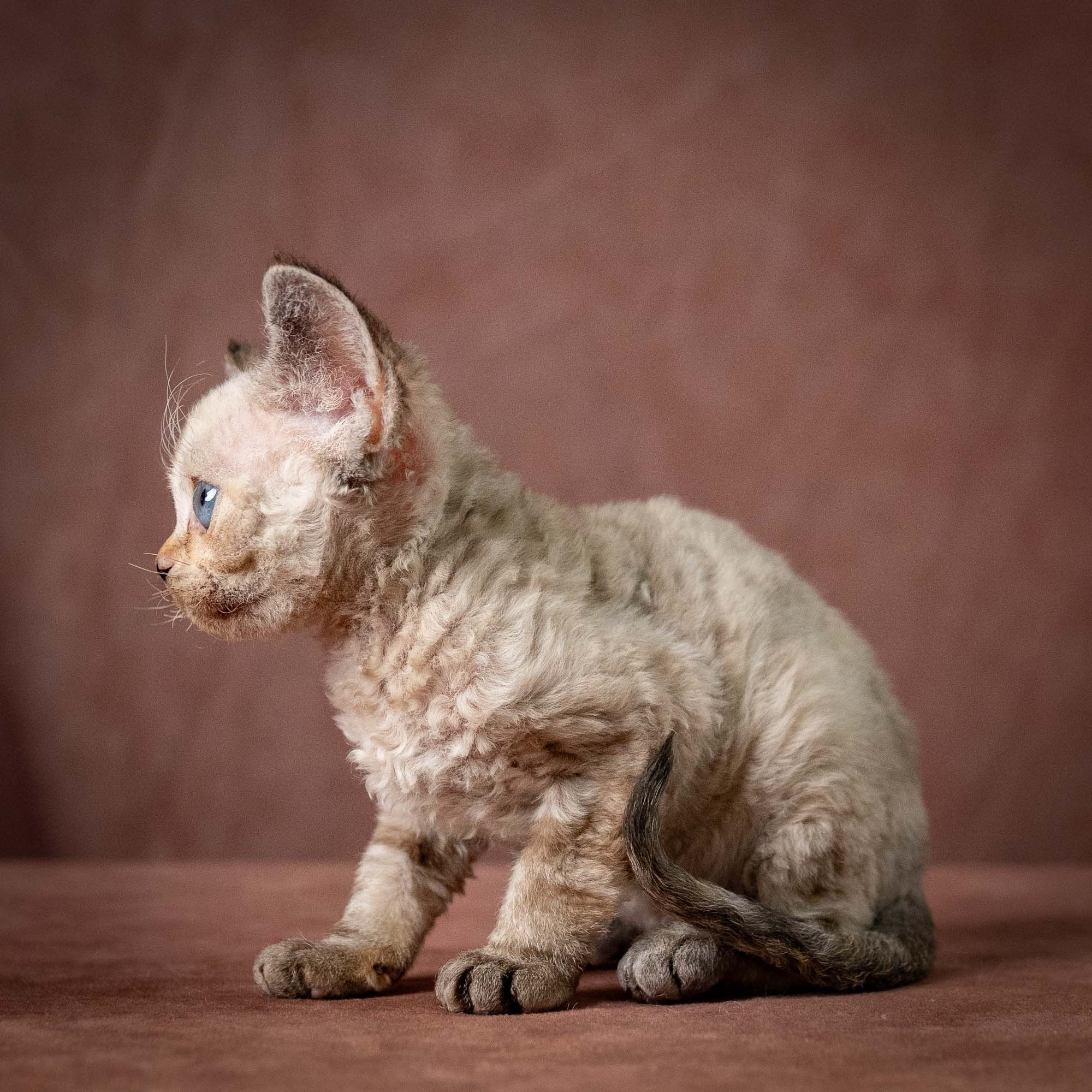 Tasha, girl, born 07.15.2026. Devon Rex Pixie Cattery