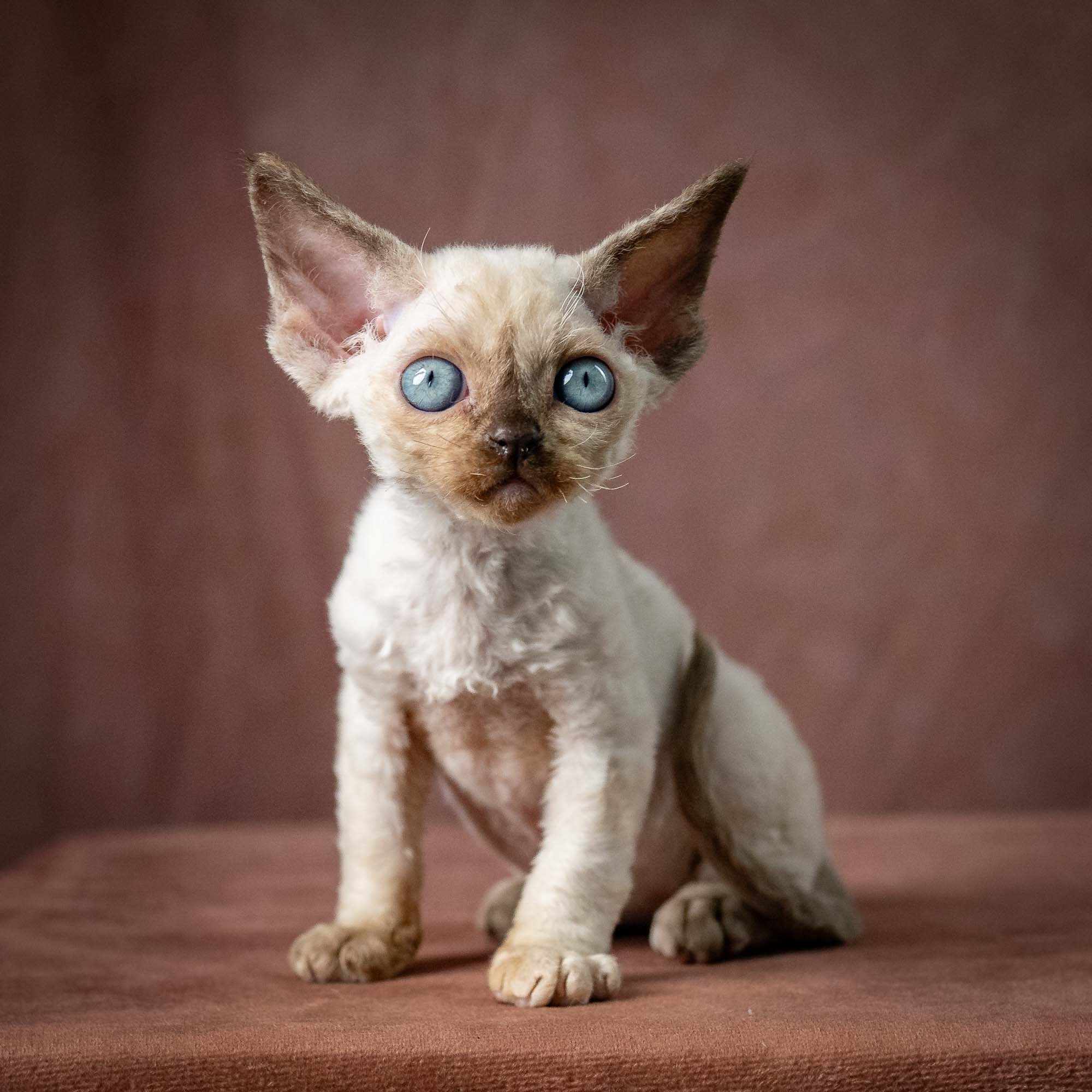 Tessa, girl, born 07.15.2026. Devon Rex Pixie Cattery