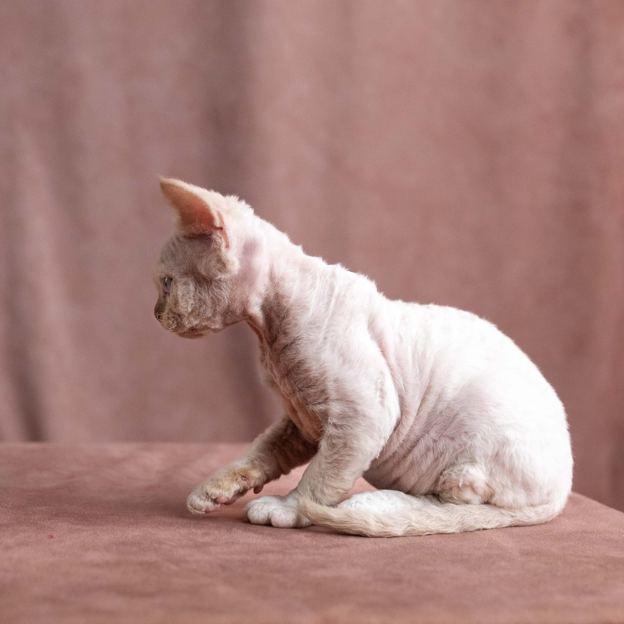 Vince, boy, born on 08.27.2026. Devon Rex Pixie Cattery