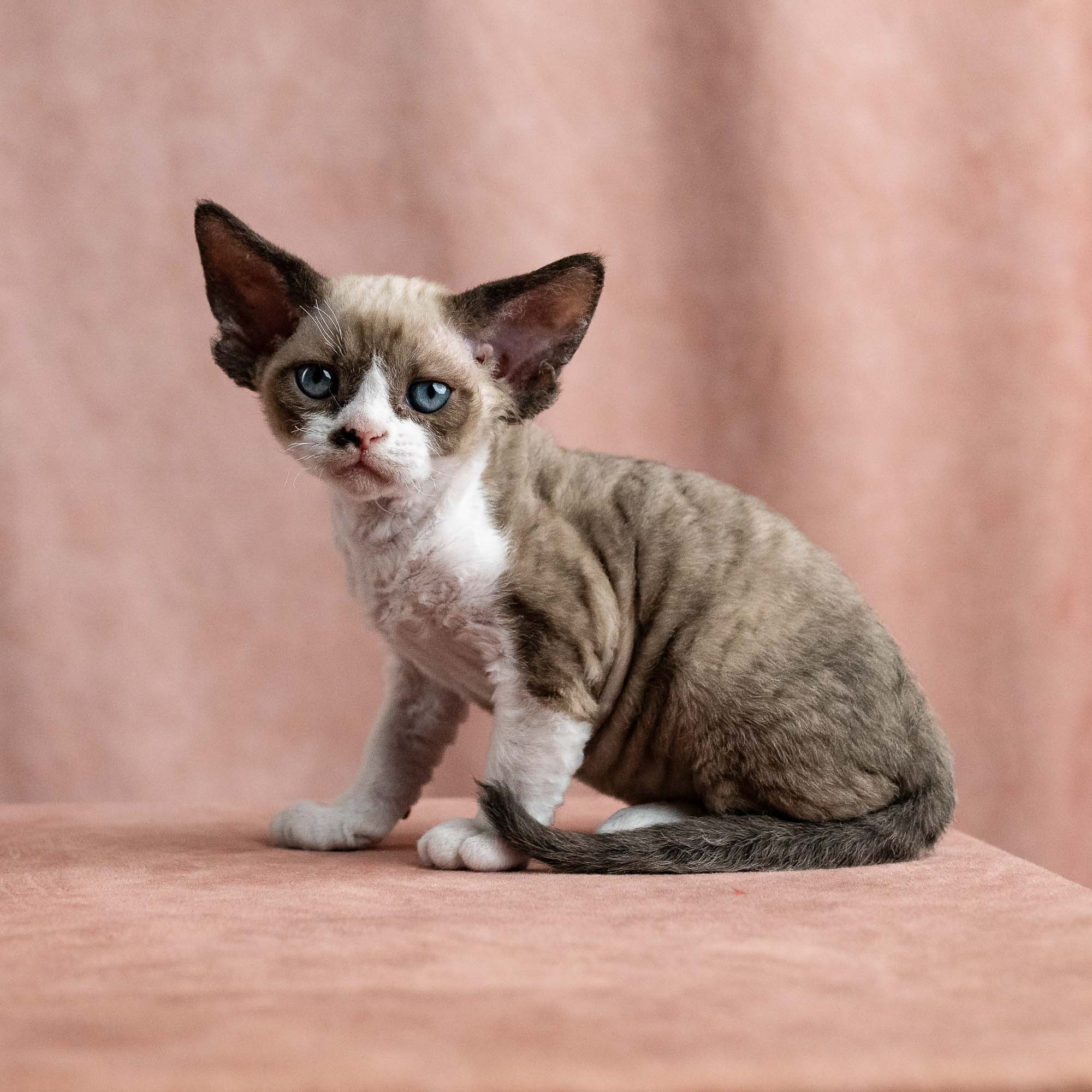 Vesper, boy, born on 08.27.2026. Devon Rex Pixie Cattery