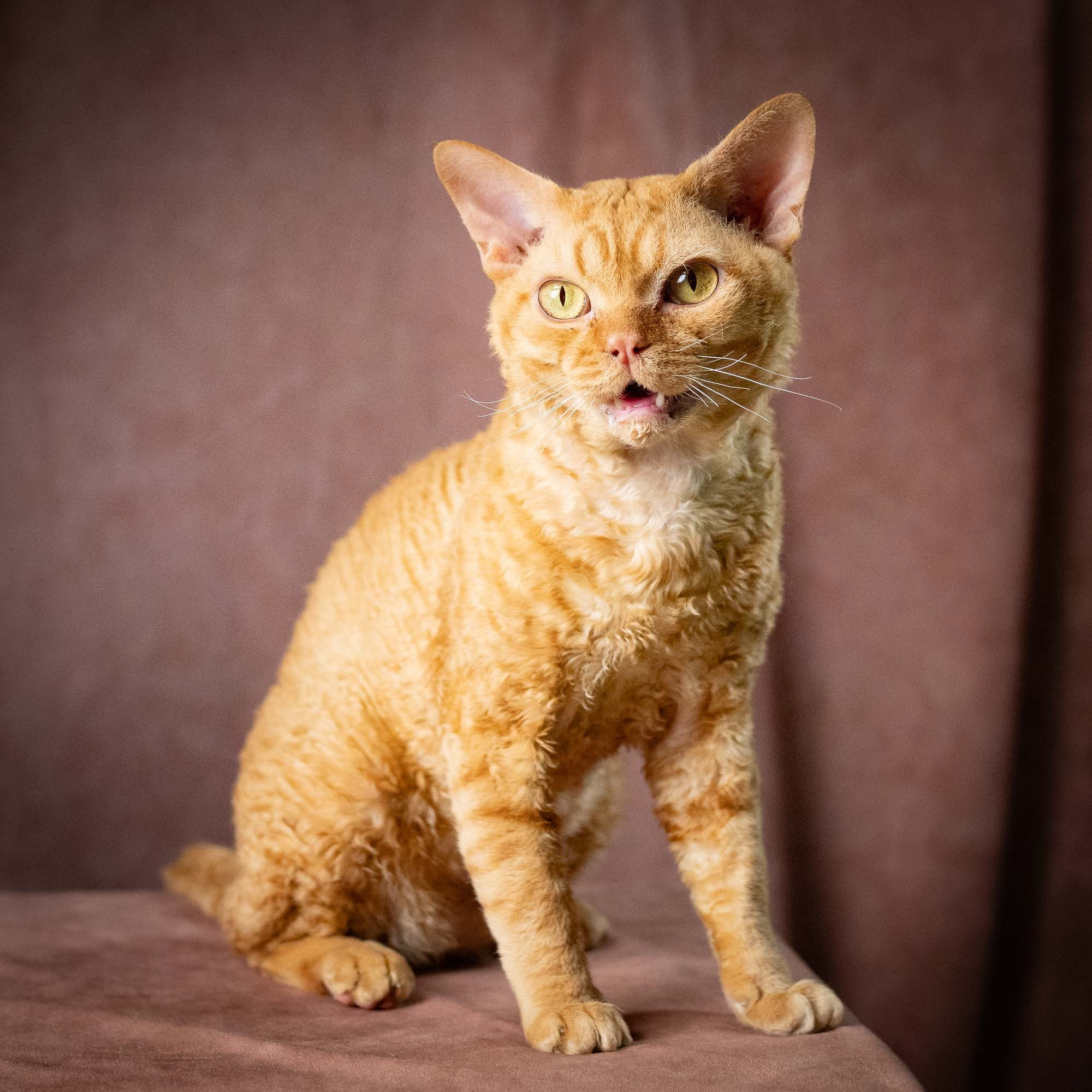CH DreamCatcher Gregory. Devon Rex Pixie Cattery