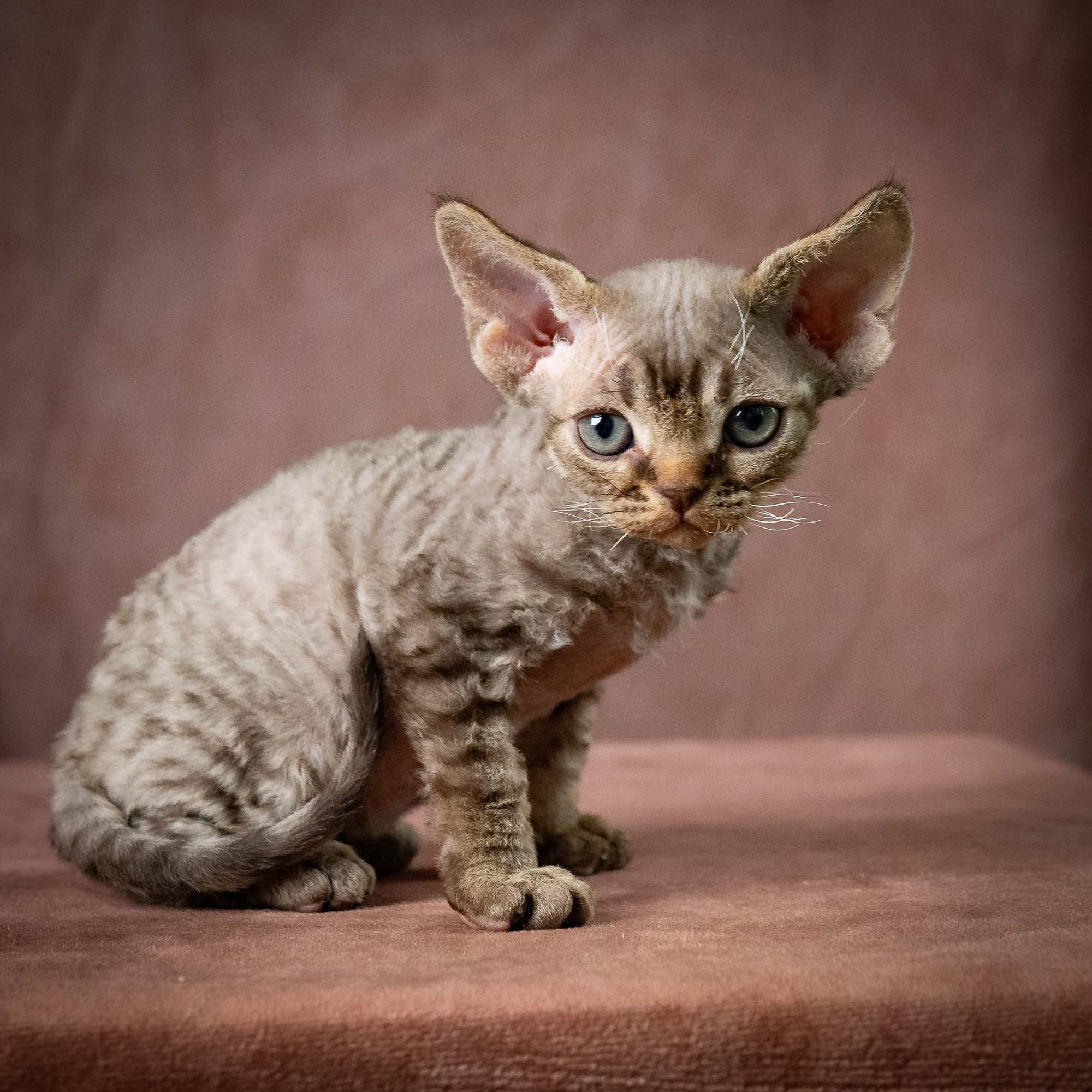 Uri, boy, born 07.19.2026. Devon Rex Pixie Cattery