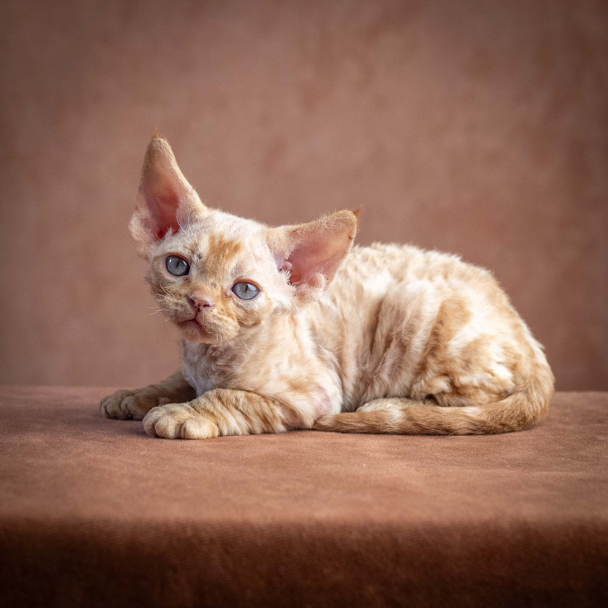 Xan, boy, born on 08.28.2026. Devon Rex Pixie Cattery