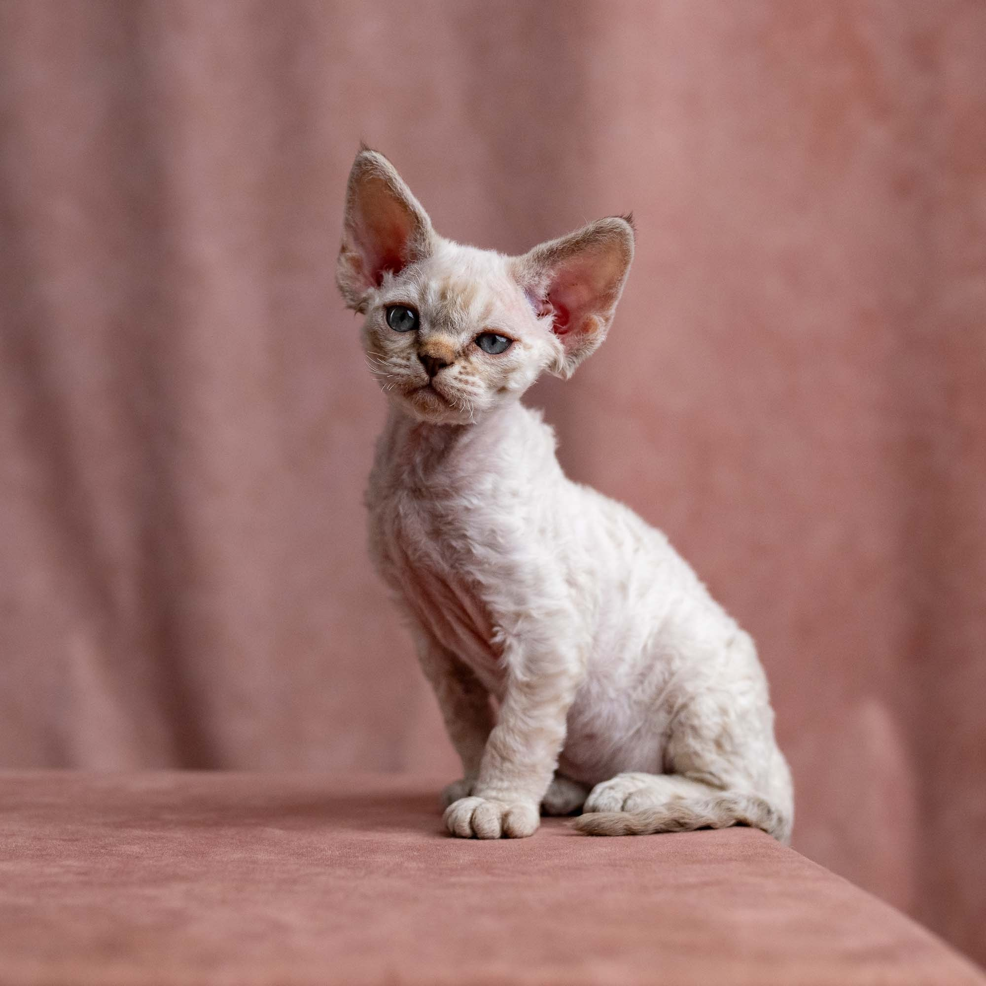Viggo, boy, born on 08.27.2026. Devon Rex Pixie Cattery