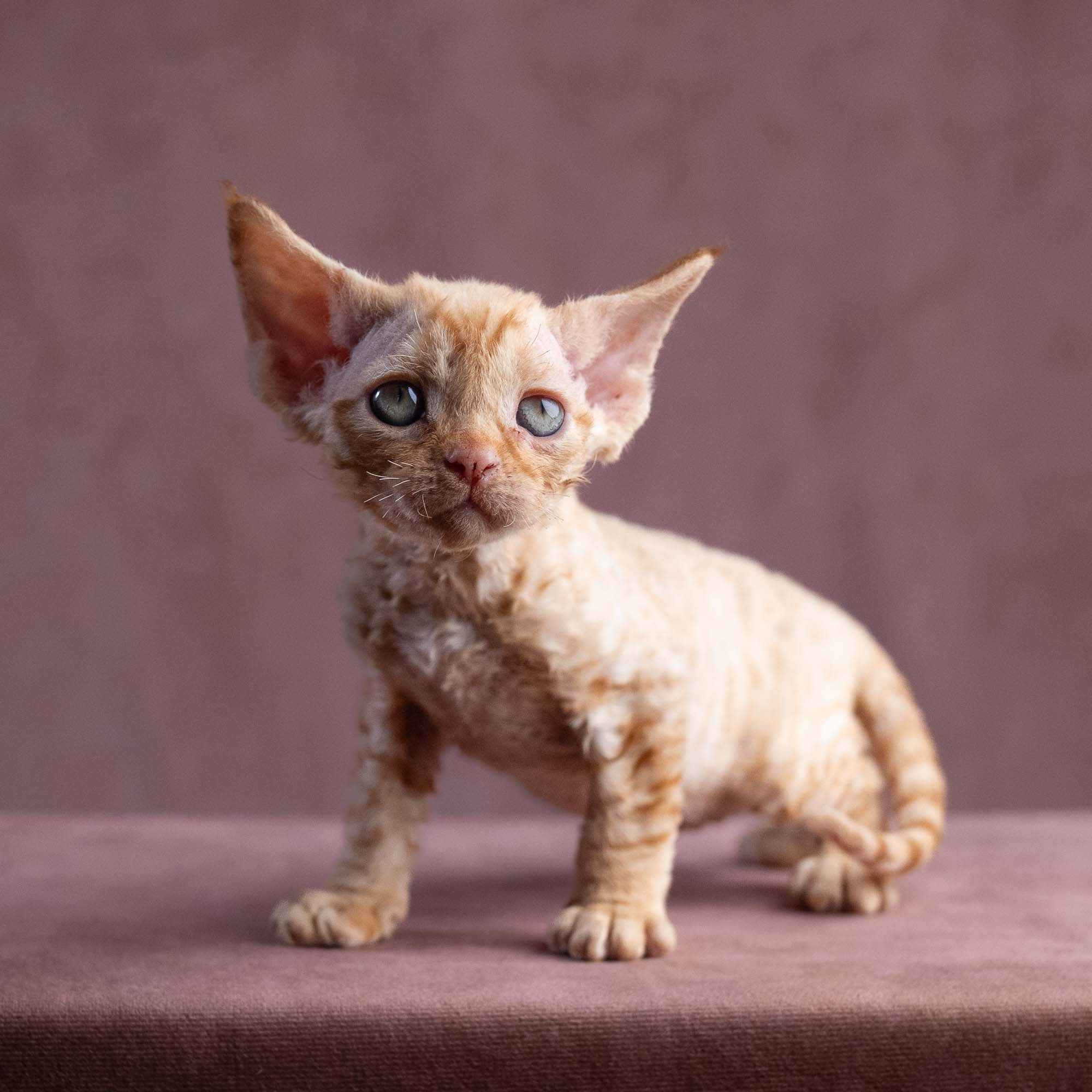 Xavier, boy, born on 08.28.2026. Devon Rex Pixie Cattery