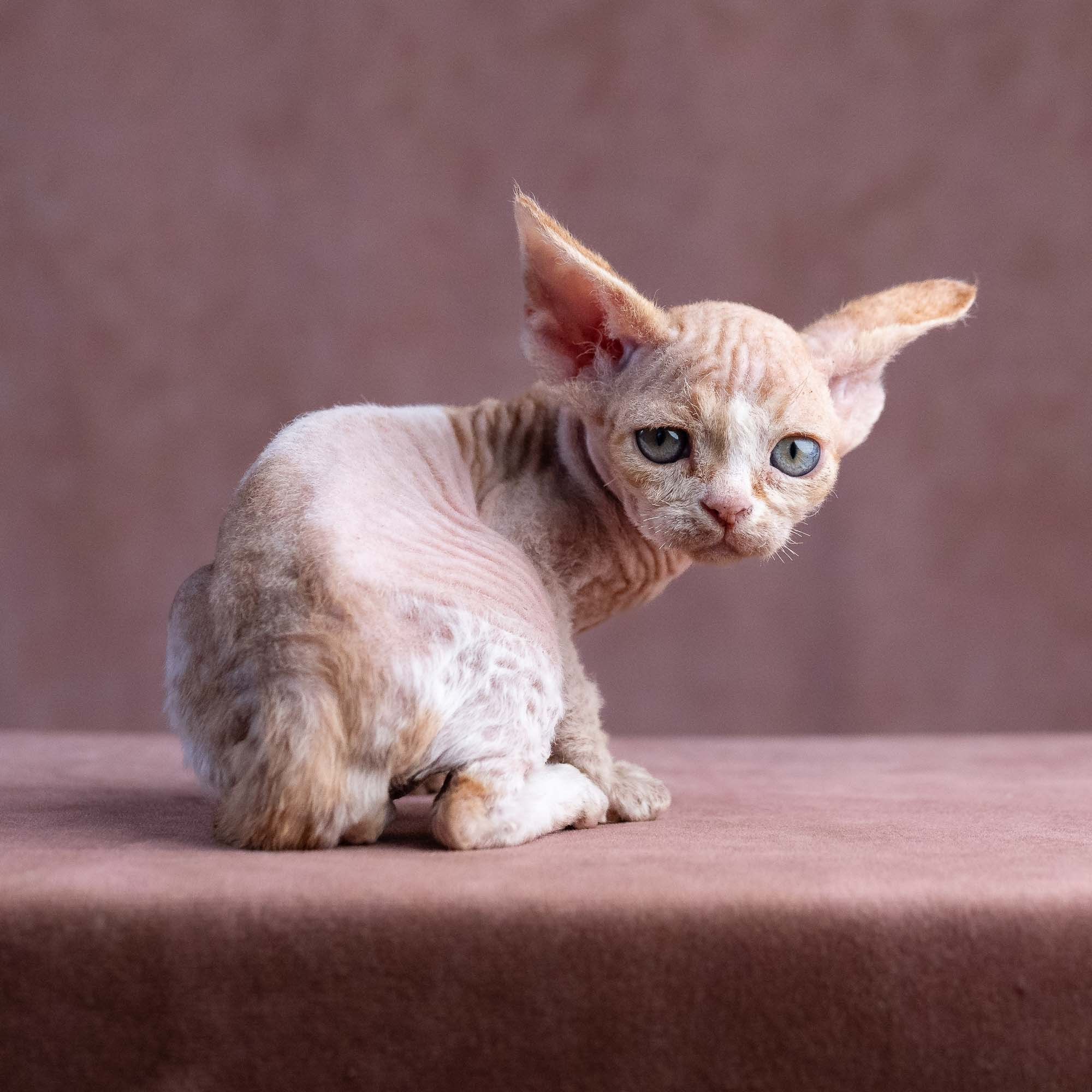 Xavi, boy, born on 08.28.2026. Devon Rex Pixie Cattery