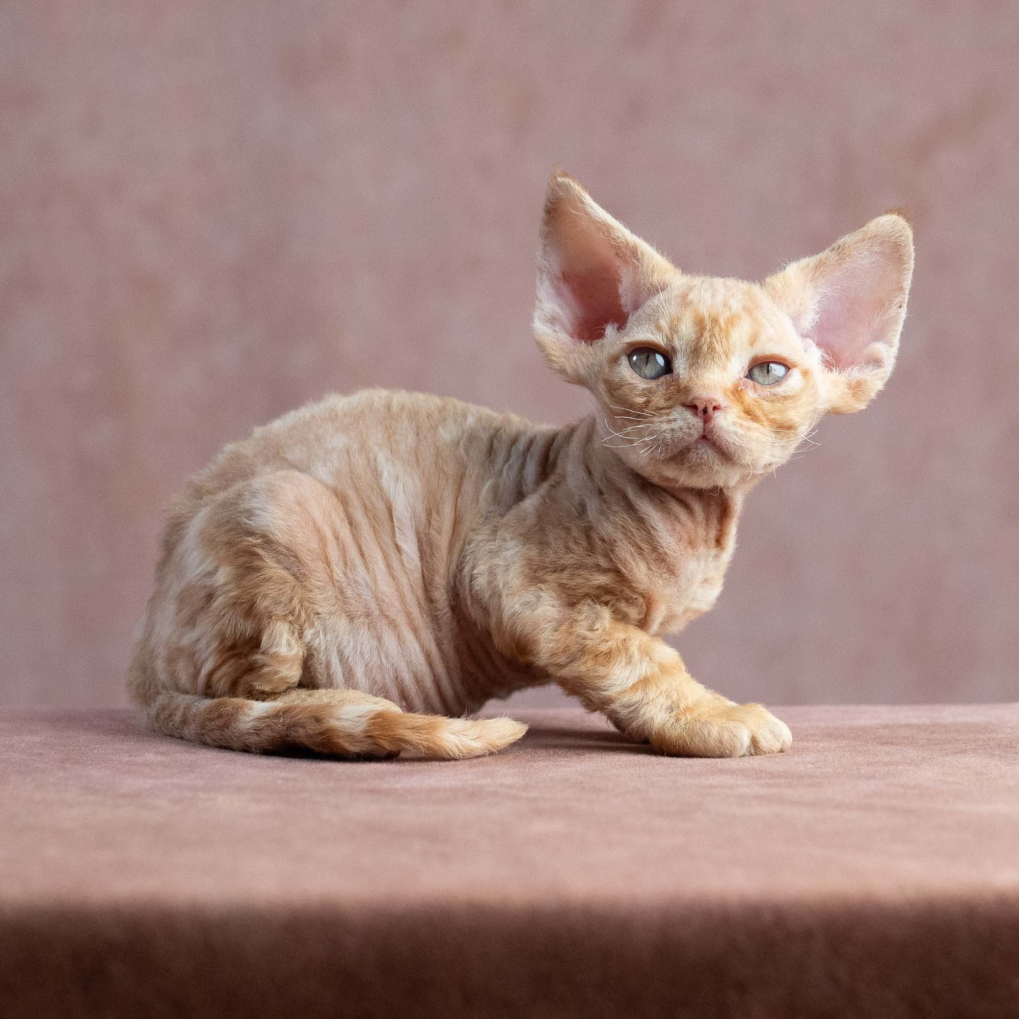 Xander, boy, born on 08.28.2026. Devon Rex Pixie Cattery