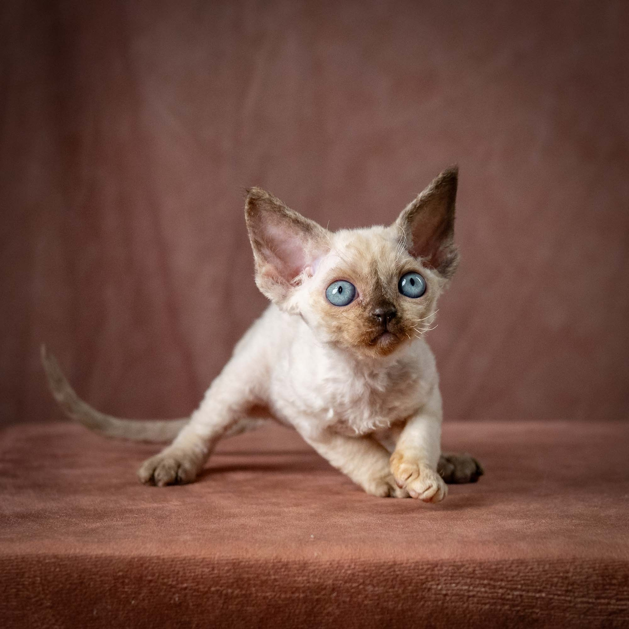 Tessa, girl, born 07.15.2026. Devon Rex Pixie Cattery