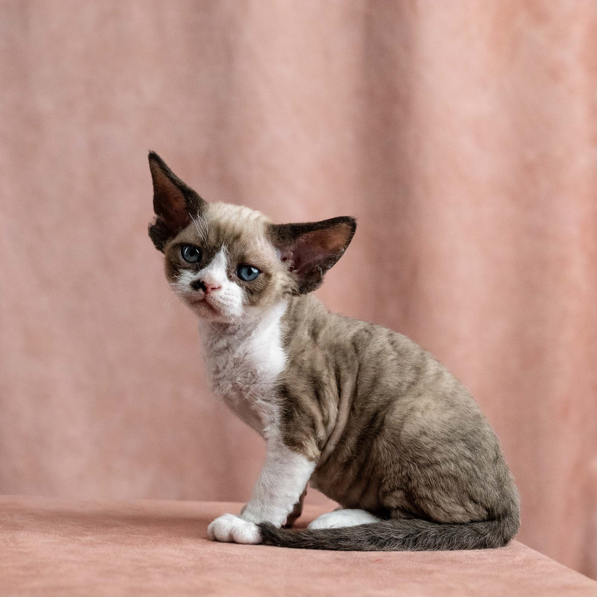 Vesper, boy, born on 08.27.2026. Devon Rex Pixie Cattery