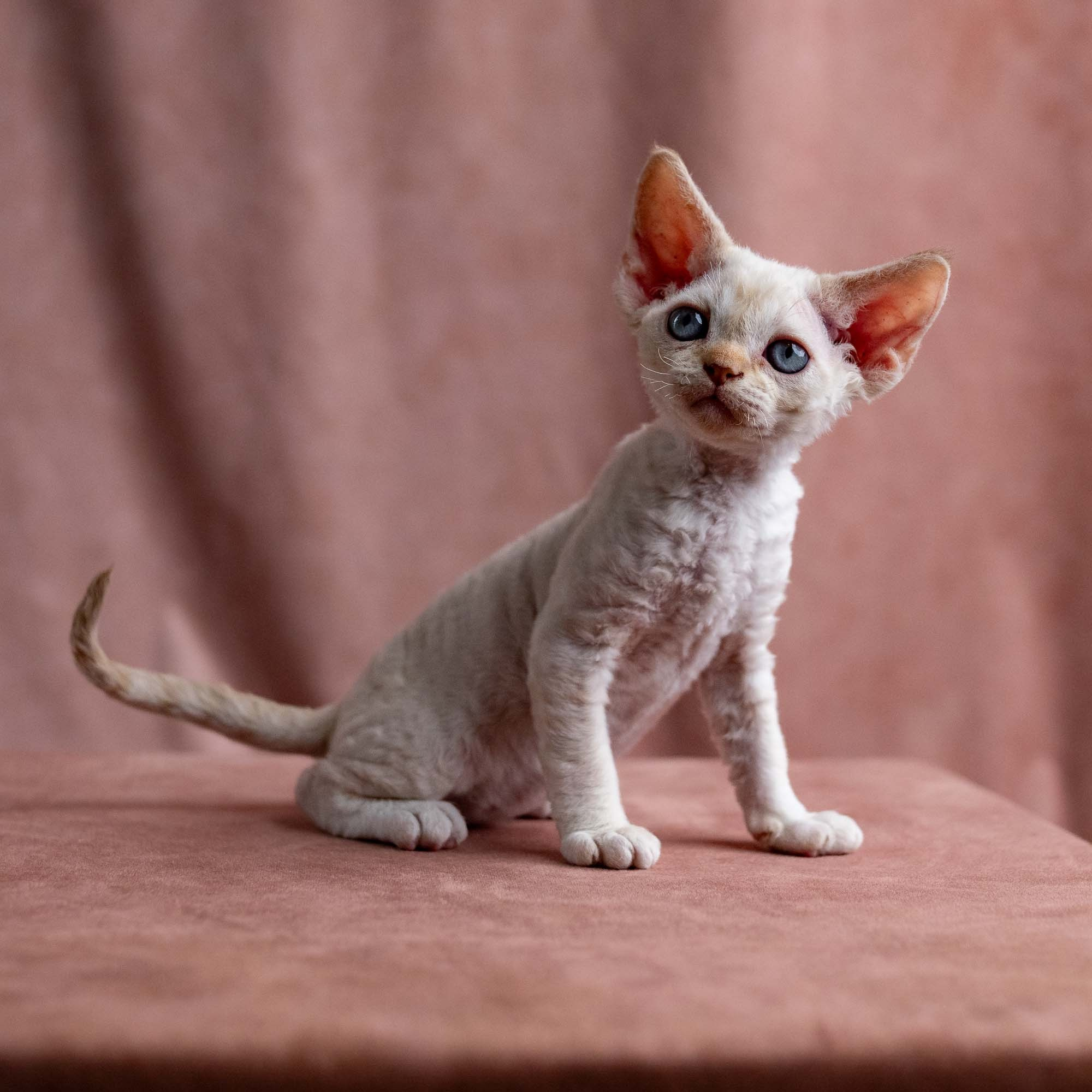 Vivi, girl, born on 08.27.2026. Devon Rex Pixie Cattery